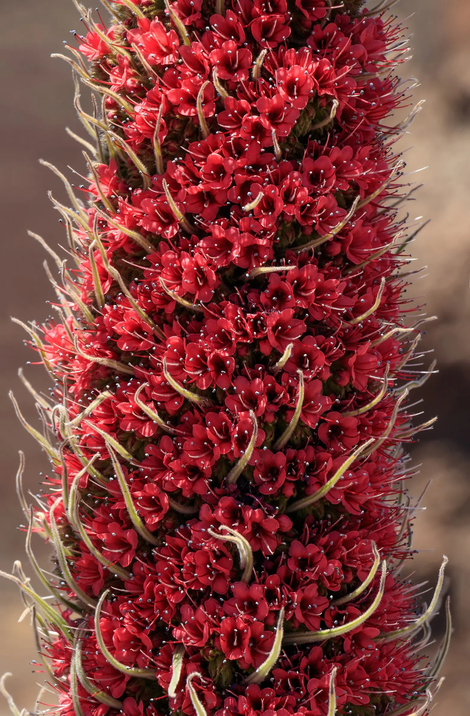 Tower Of Jewels (Echium Wildpretii) — Echium wildpretii develops a rosette of long; tubular flowers that range from deep rose to red