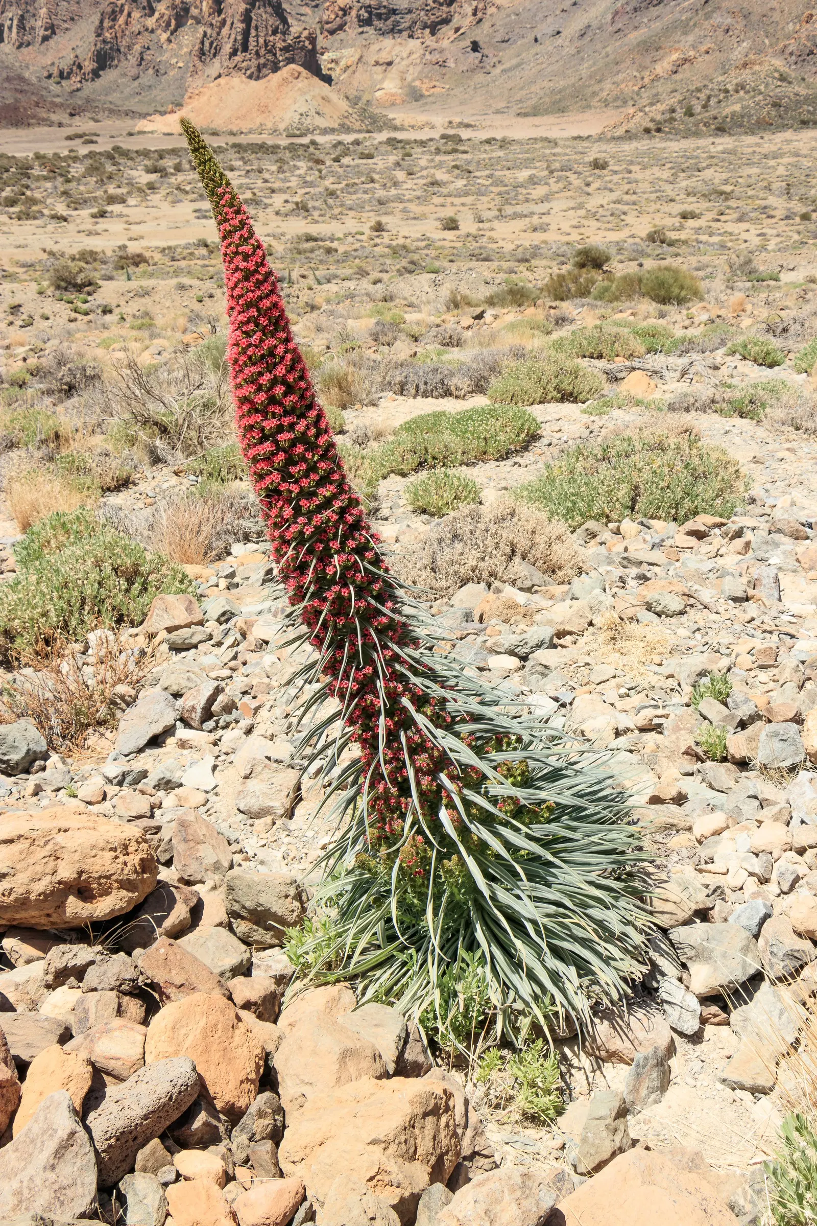 Tower Of Jewels (Echium Wildpretii) — Native to the Canary Islands; perennial for full