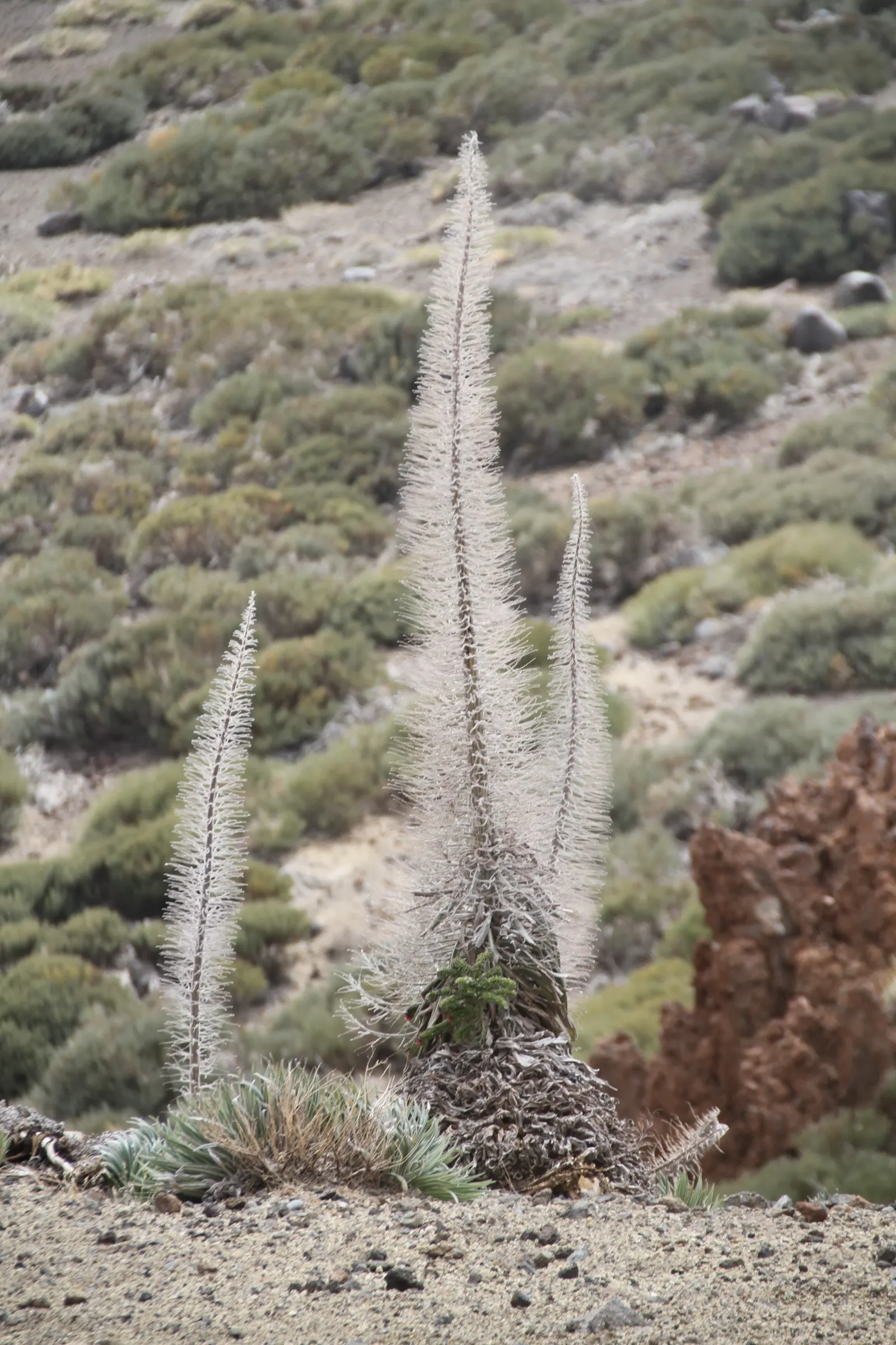 Tower Of Jewels (Echium Wildpretii) — scientifically named Echium wildpretii