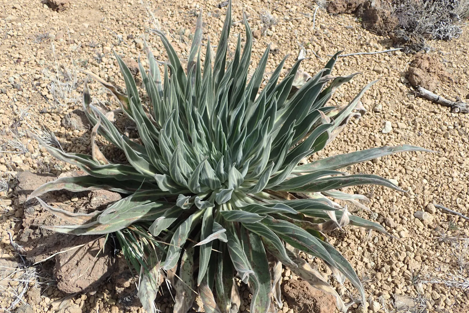Tower Of Jewels (Echium Wildpretii) — scientifically named Echium wildpretii; situate the Tower of Jewels in a location that receives full sun, image 52