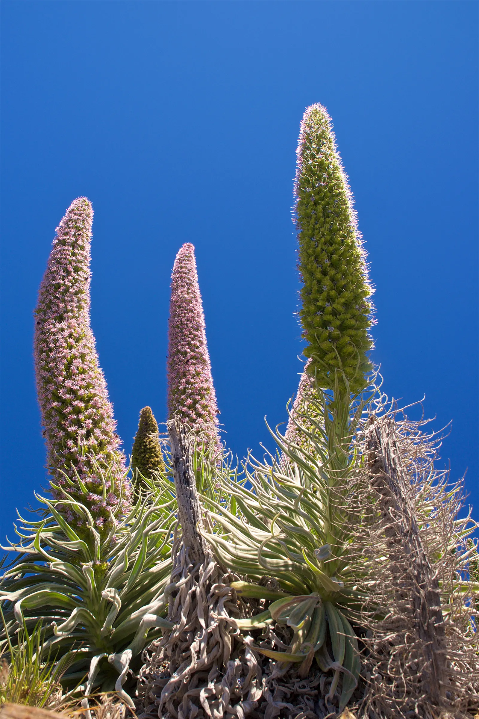 Tower Of Jewels (Echium Wildpretii) — Echium wildpretii develops a rosette of long; tubular flowers that range from deep rose to red, image 55
