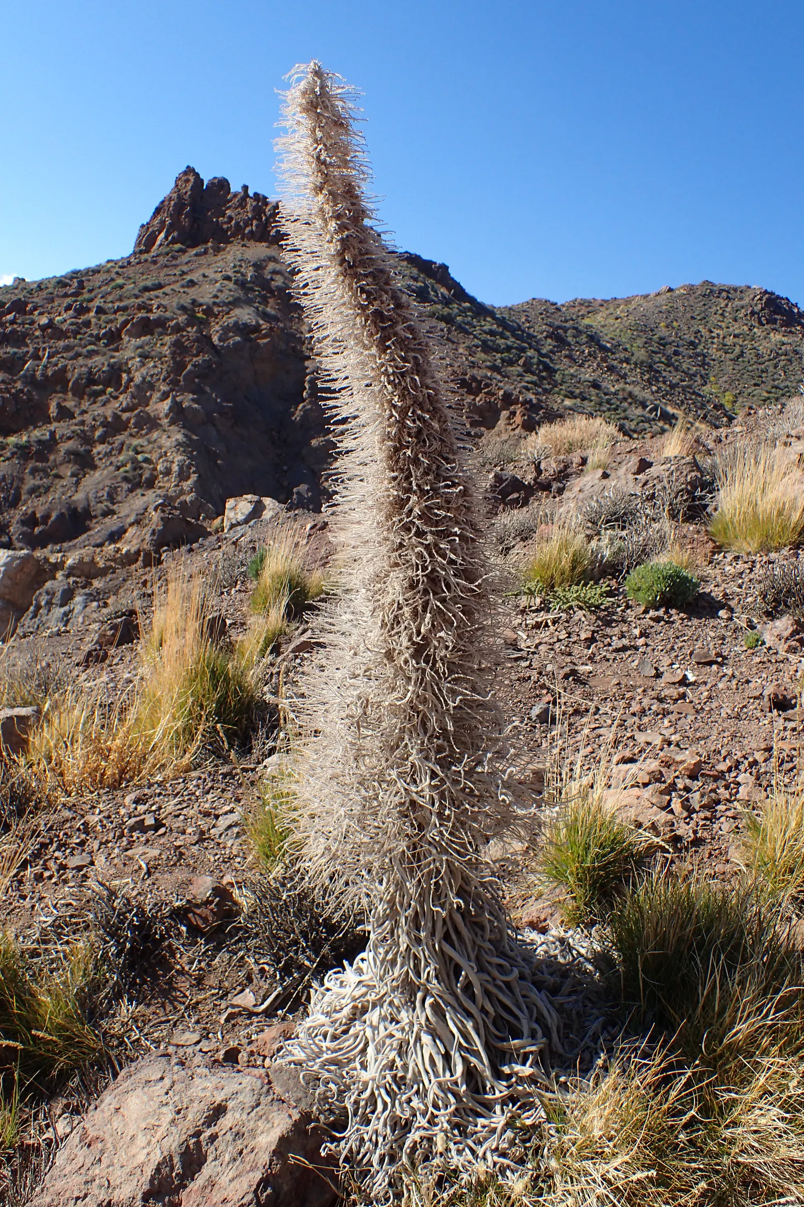 Tower Of Jewels (Echium Wildpretii) — attracting a host of bees and butterflies