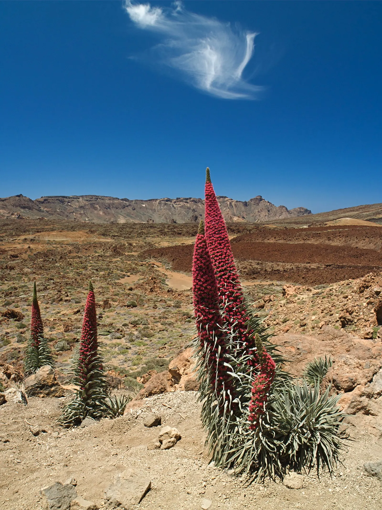 Tower Of Jewels (Echium Wildpretii) — situate the Tower of Jewels in a location that receives full sun exposure and has well-draining soil; it is adapted to