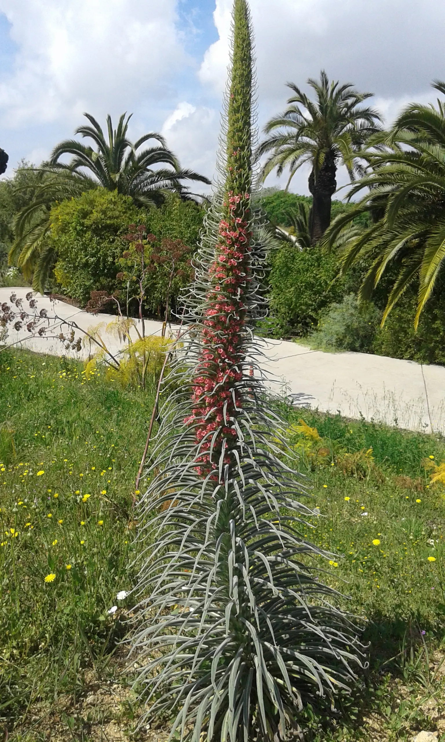 Tower Of Jewels (Echium Wildpretii) — perennial for full