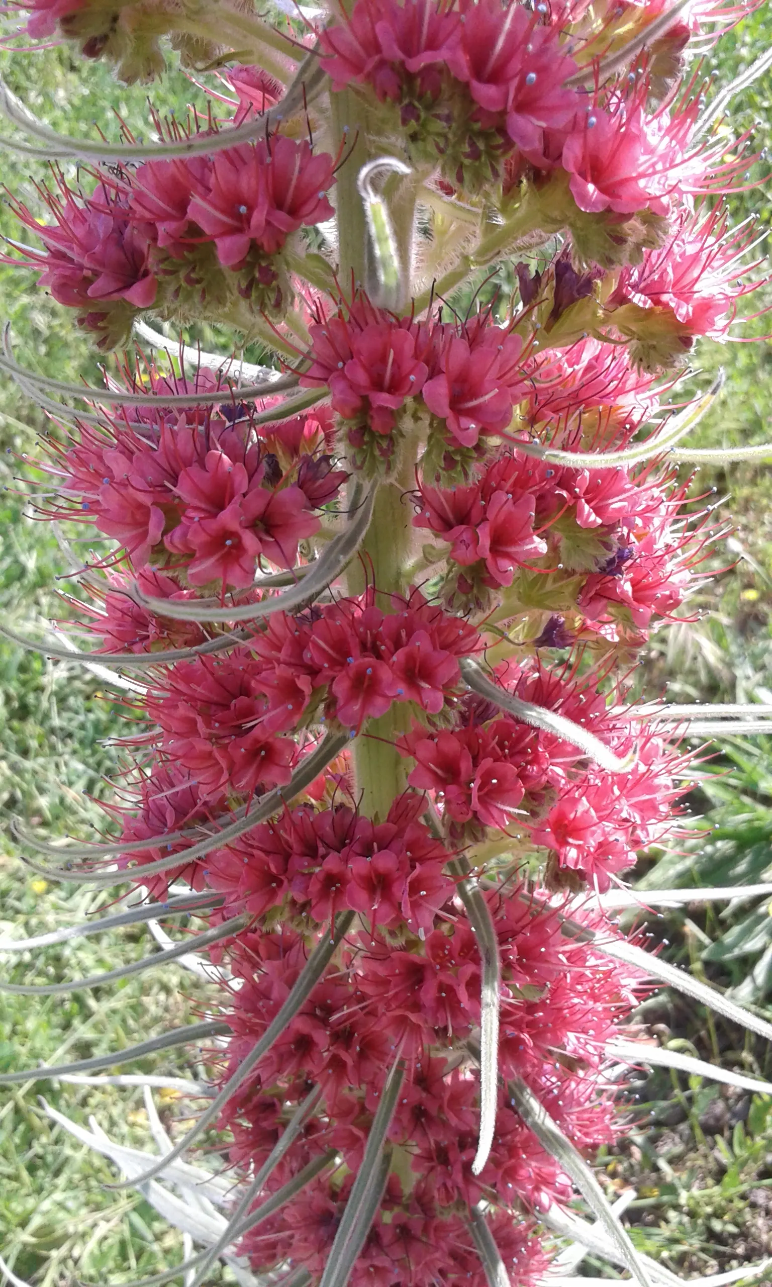 Tower Of Jewels (Echium Wildpretii) — pink and red flowers in the garden