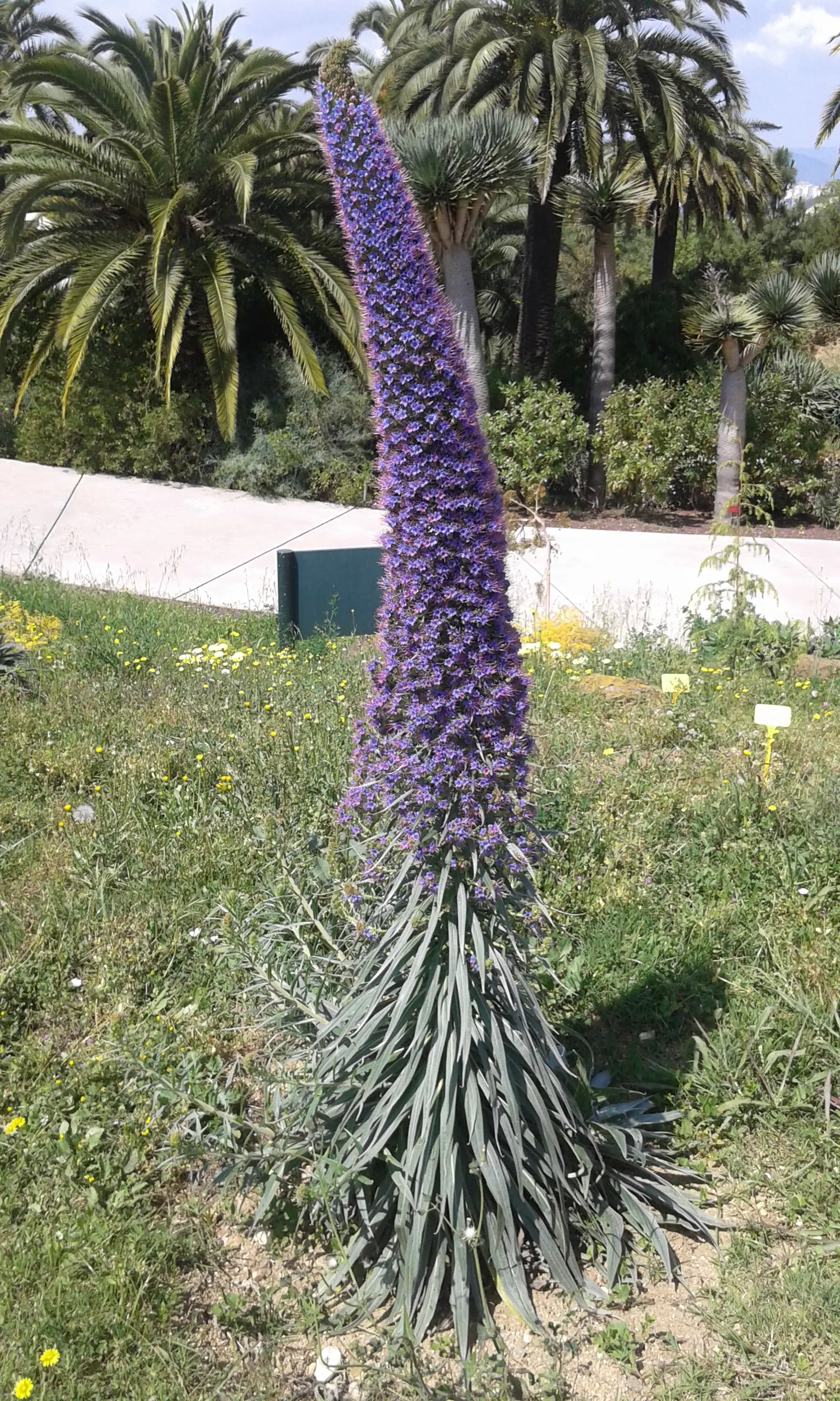 Tower Of Jewels (Echium Wildpretii) — tubular flowers that range from deep rose to red; native to the Canary Islands, this biennial showcases dense crimson to