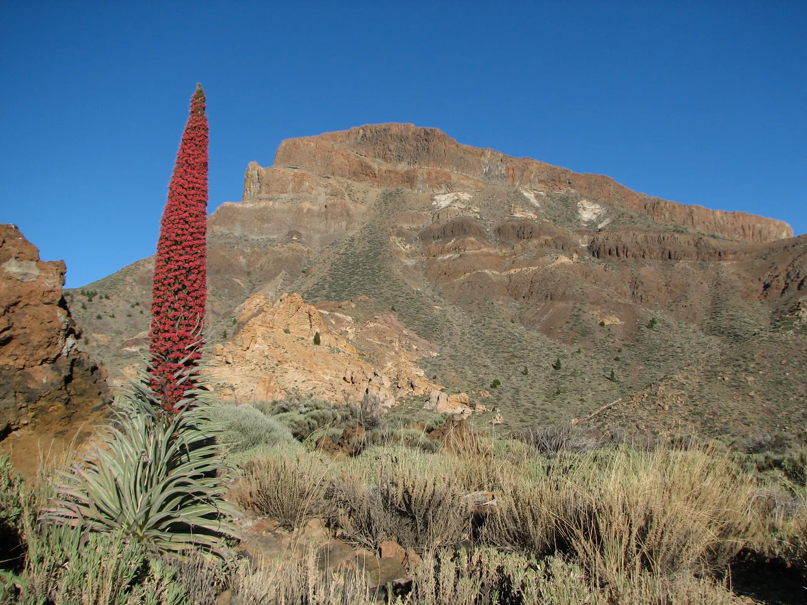 Tower Of Jewels (Echium Wildpretii) — These leaves are covered in a fine layer of down, which contributes to their distinctive silver sheen