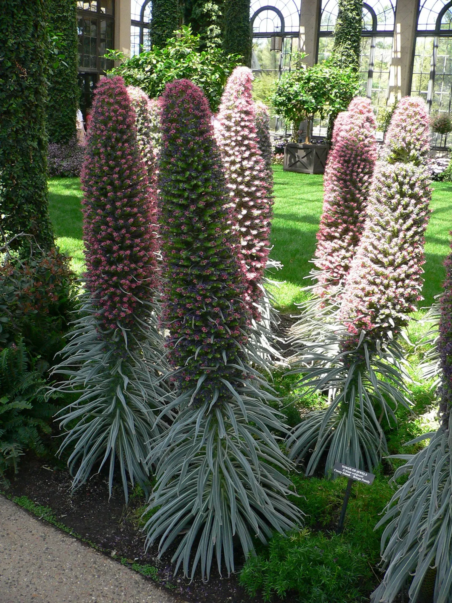 Tower Of Jewels (Echium Wildpretii) — each measuring approximately 12 to 16 inches in length; pink and red flowers in the garden, image 56