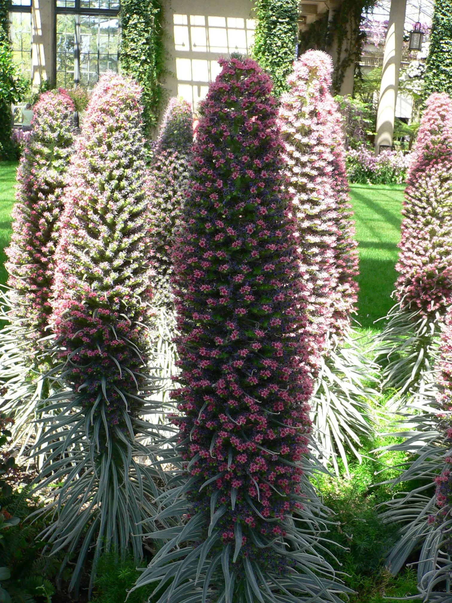 Tower Of Jewels (Echium Wildpretii) — demanding attention with its dramatic presence.<br><br>During its first year; native to the Canary Islands, image 54