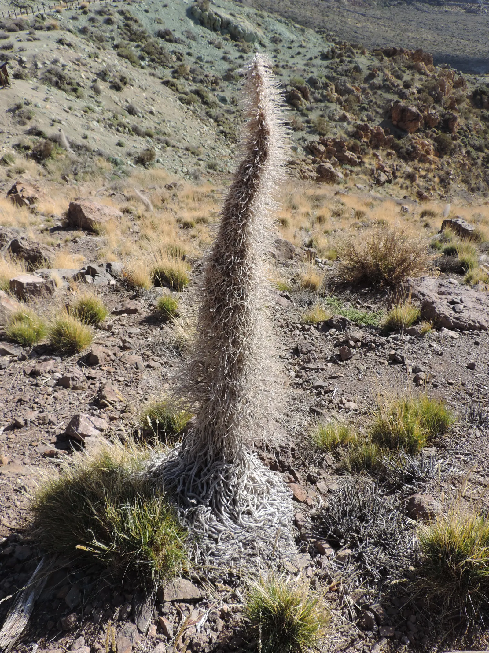 Tower Of Jewels (Echium Wildpretii) — It is adapted to drier conditions and is remarkably drought-tolerant once established