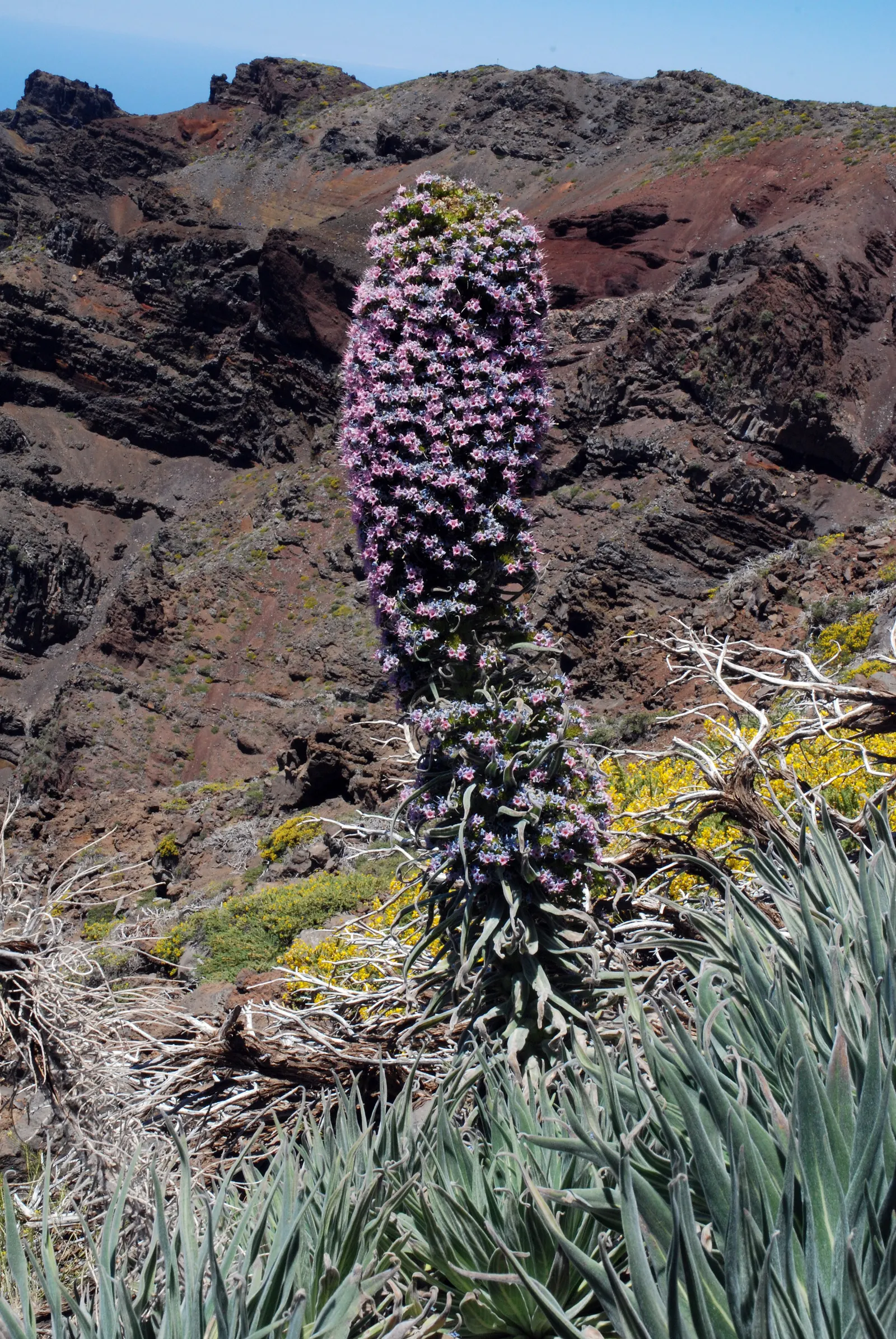 Tower Of Jewels (Echium Wildpretii) — Note that Echium wildpretii can be susceptible to root rot in soggy soils