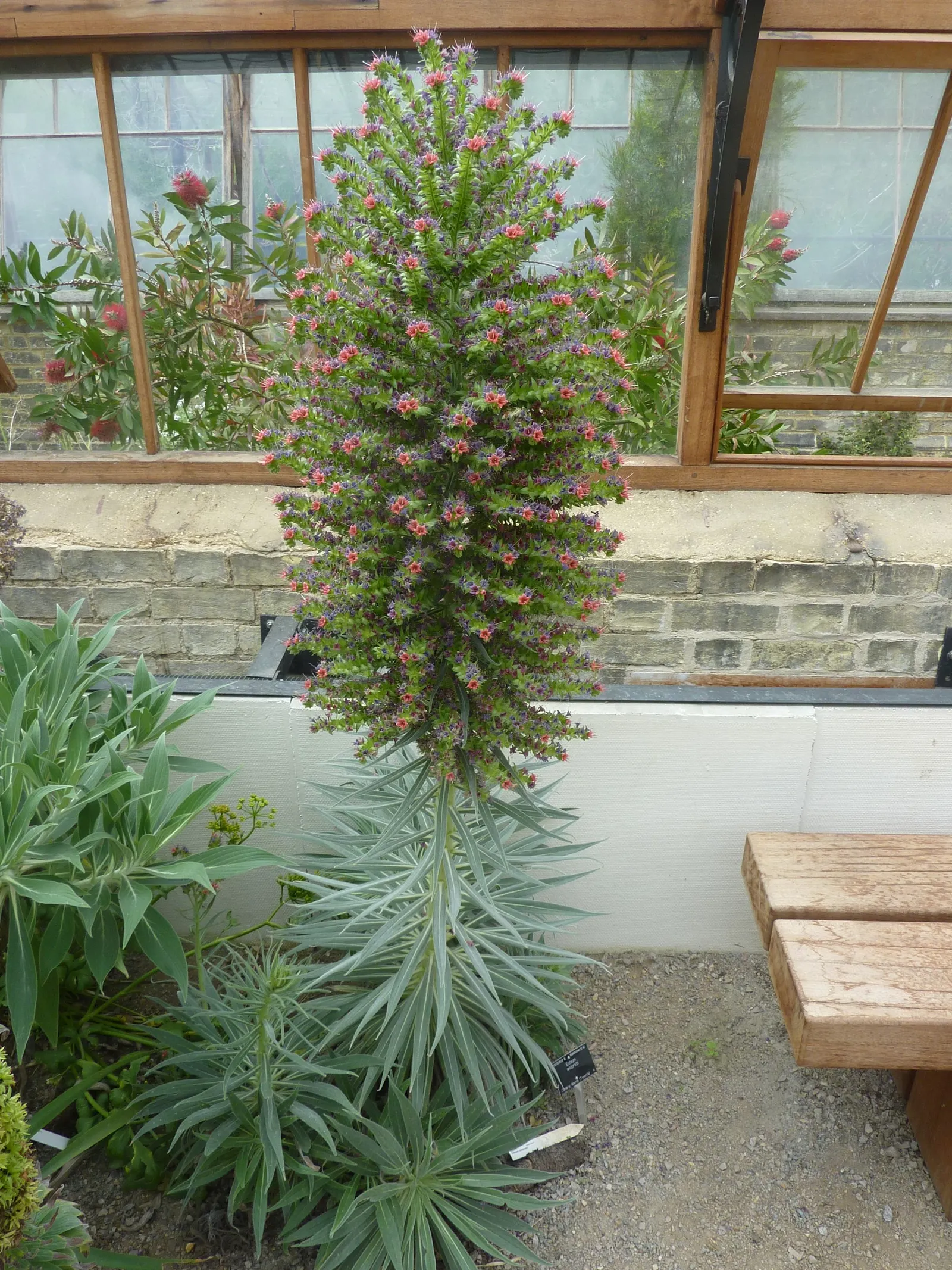 Tower Of Jewels (Echium Wildpretii) — Hardy in USDA zones 9-11, it thrives in well-drained soils and full sun, attracting bees and hummingbirds