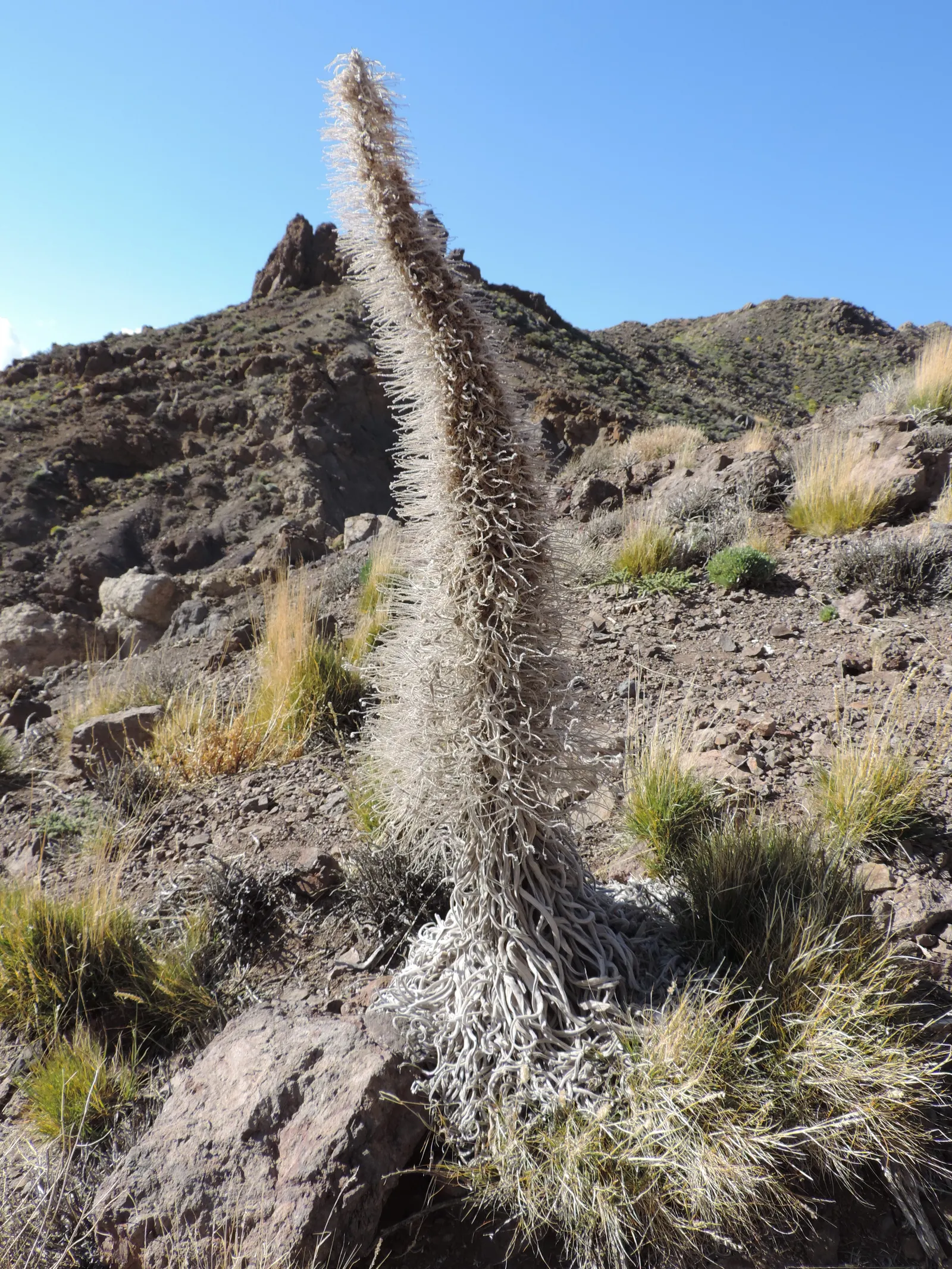 Tower Of Jewels (Echium Wildpretii) — The plant's second year is marked by its most remarkable feature: an erect