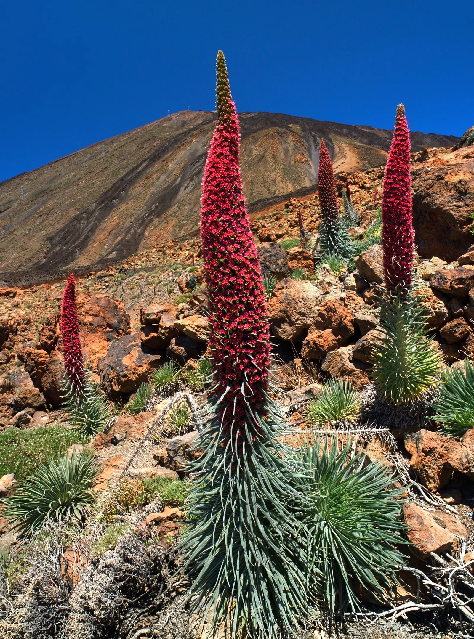 Tower Of Jewels (Echium Wildpretii) — These leaves are covered in a fine layer of down, which contributes to their distinctive silver sheen; its, image 57
