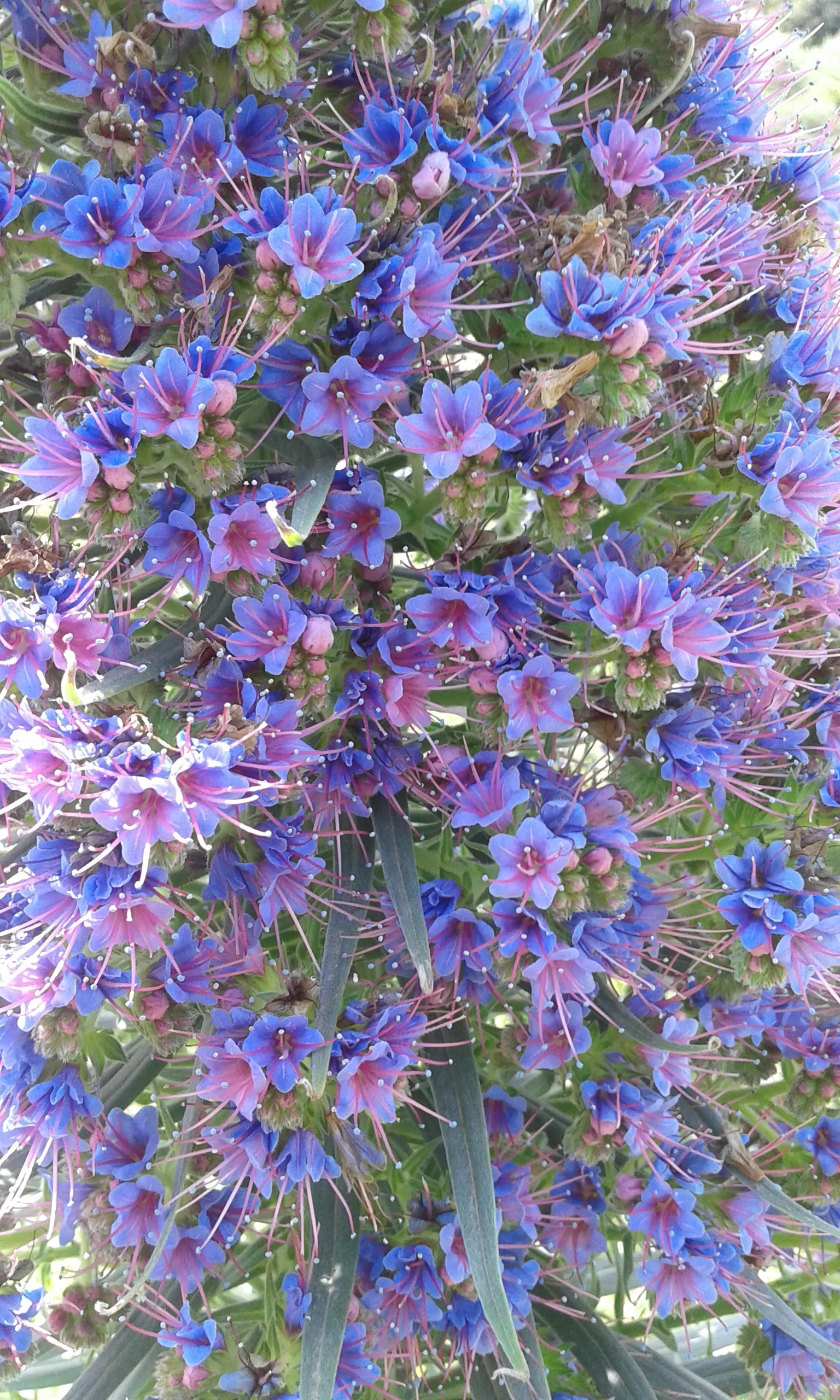 Tower Of Jewels (Echium Wildpretii) — attracting a host of bees and butterflies; each measuring approximately 12 to 16 inches in length