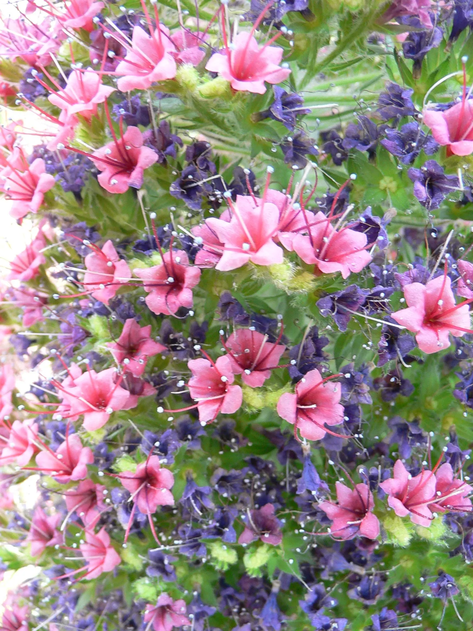 Tower Of Jewels (Echium Wildpretii) — Hardy in USDA zones 9-11, it thrives in well-drained soils and full sun, attracting bees and hummingbirds, image 50