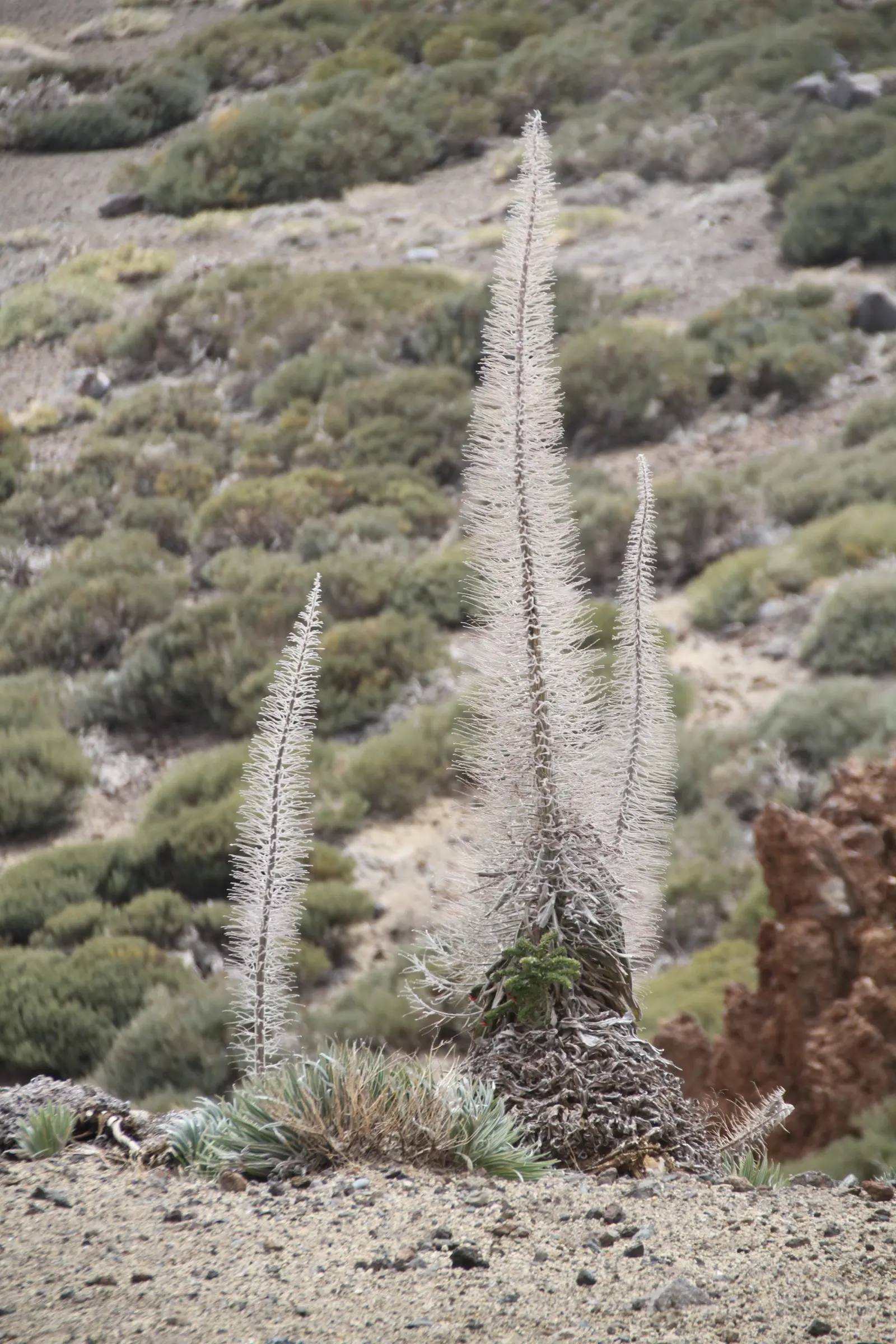 Tower Of Jewels (Echium Wildpretii) — Due to its size and stature