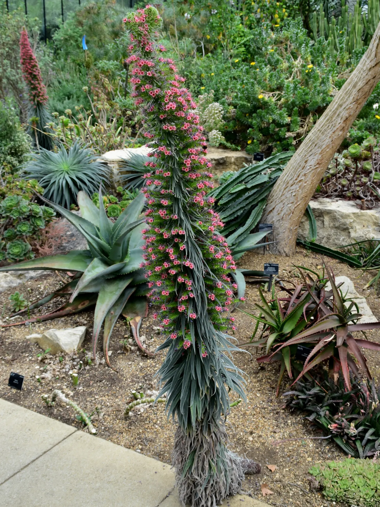 Tower Of Jewels (Echium Wildpretii) — demanding attention with its dramatic presence.<br><br>During its first year