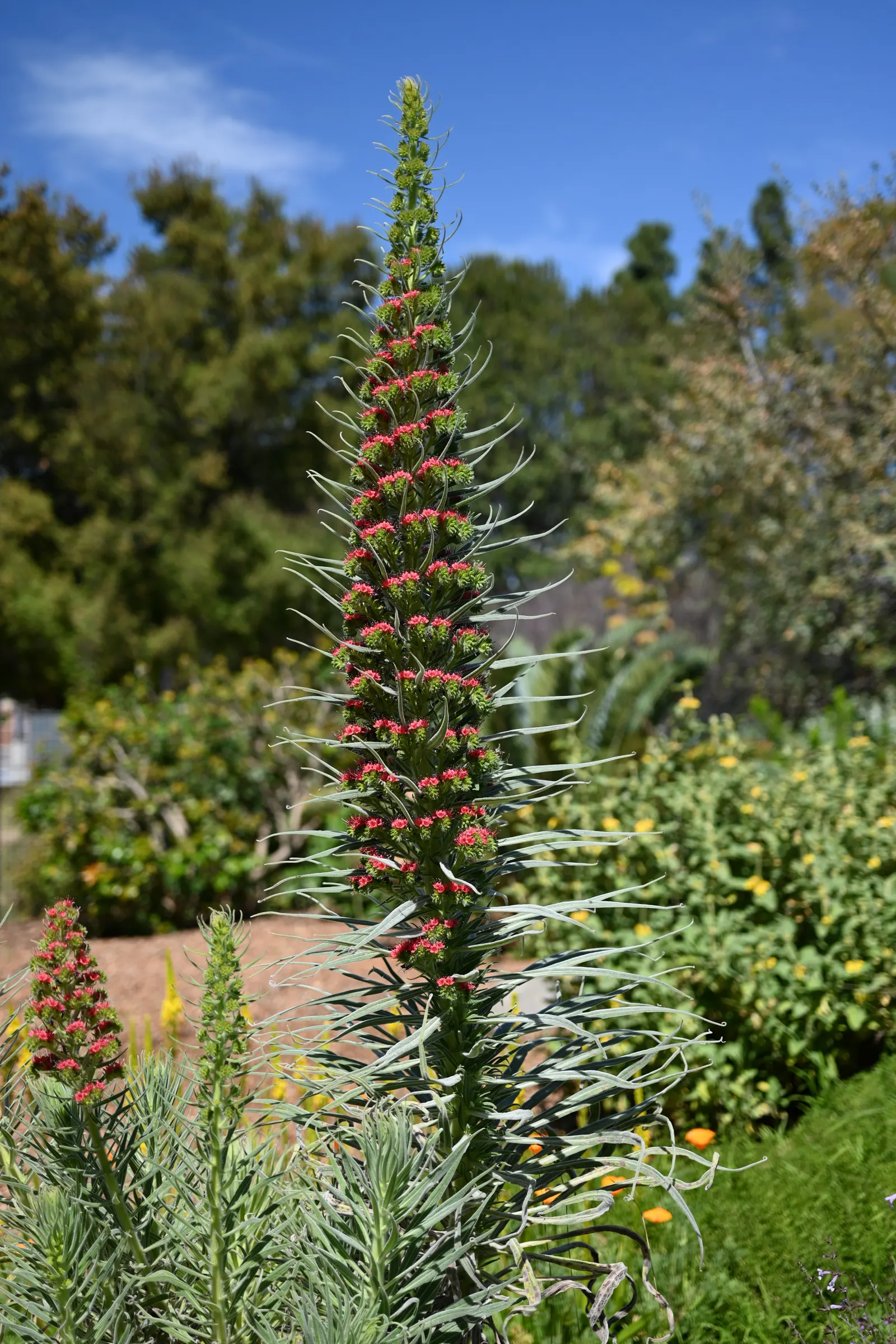 Tower Of Jewels (Echium Wildpretii) — Native to the Canary Islands