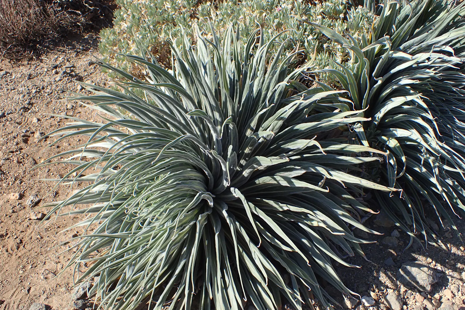 Tower Of Jewels (Echium Wildpretii) — It is adapted to drier conditions and is remarkably drought-tolerant once established; the captivating Tower of Jewels