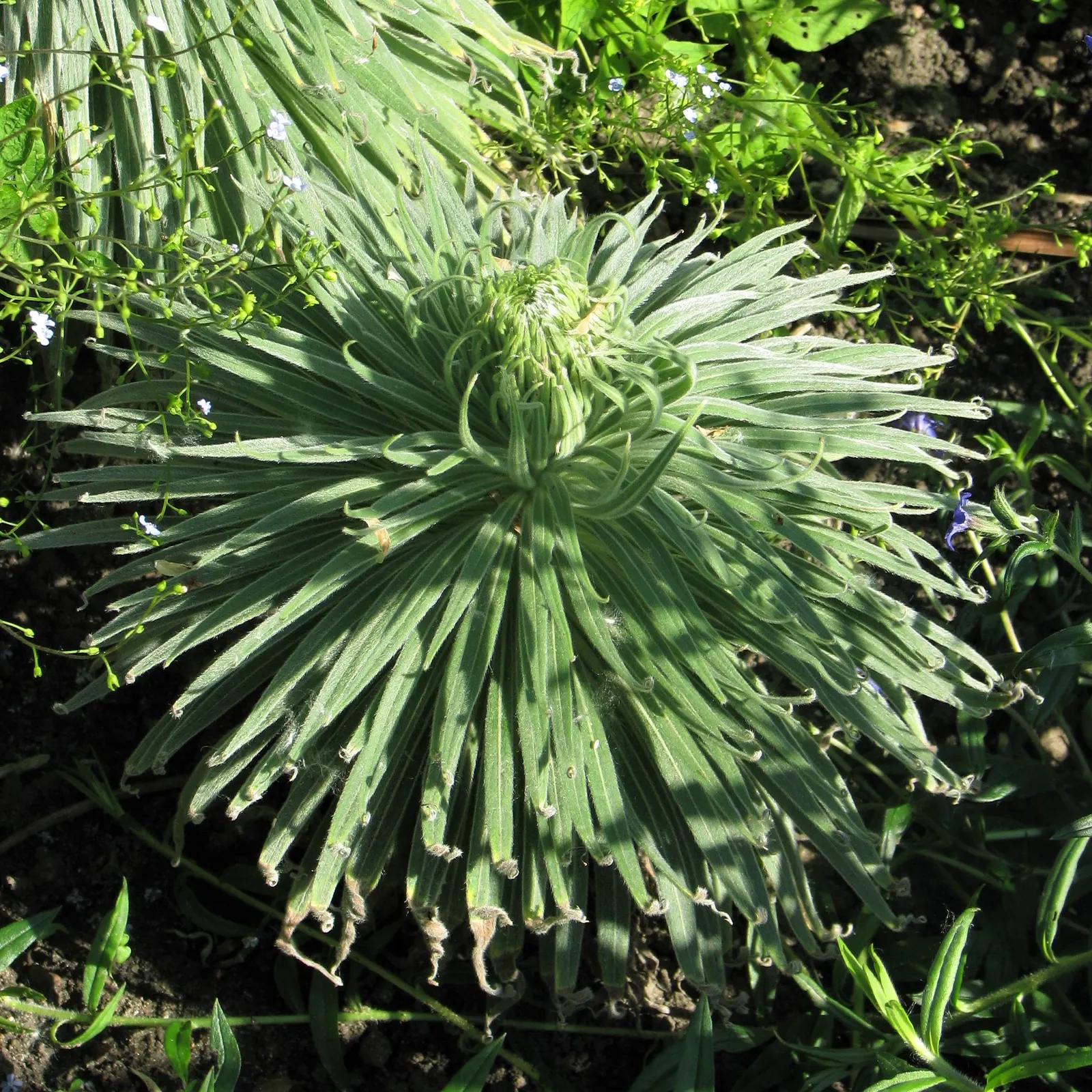 Tower Of Jewels (Echium Wildpretii) — attracting a host of bees and butterflies; each measuring approximately 12 to 16 inches in length, image 61