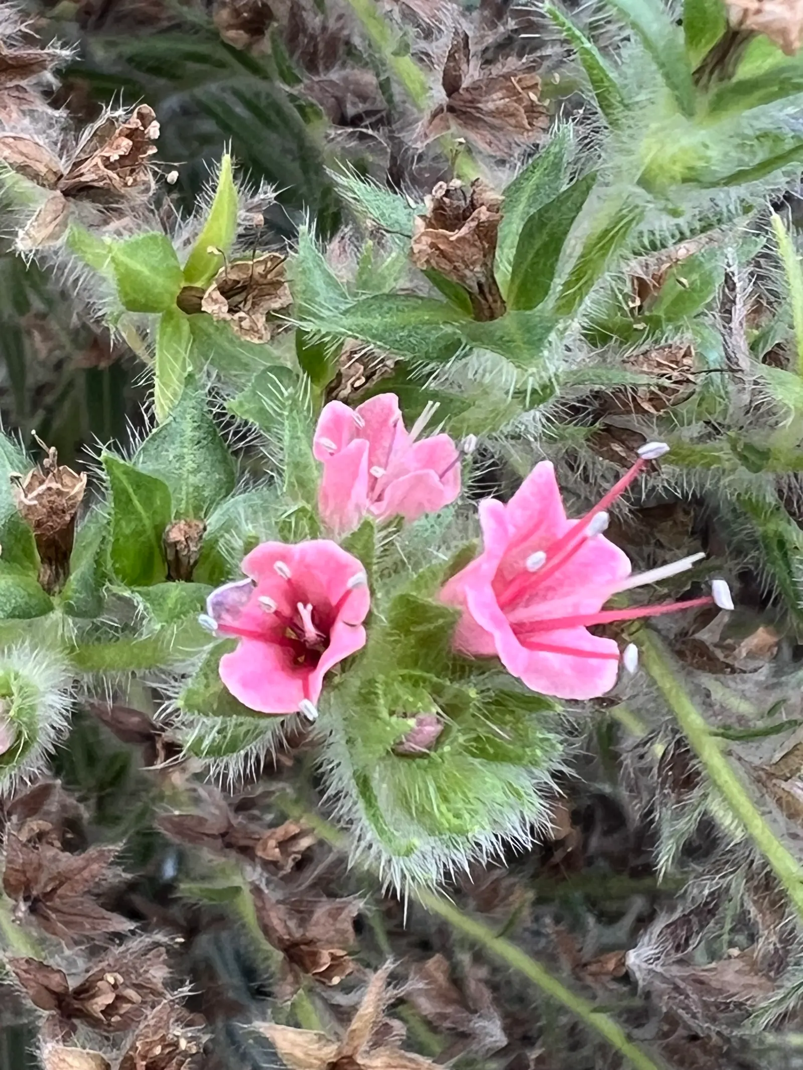 Tower Of Jewels (Echium Wildpretii) — making it a favored choice for both its ornamental appeal and ease of care