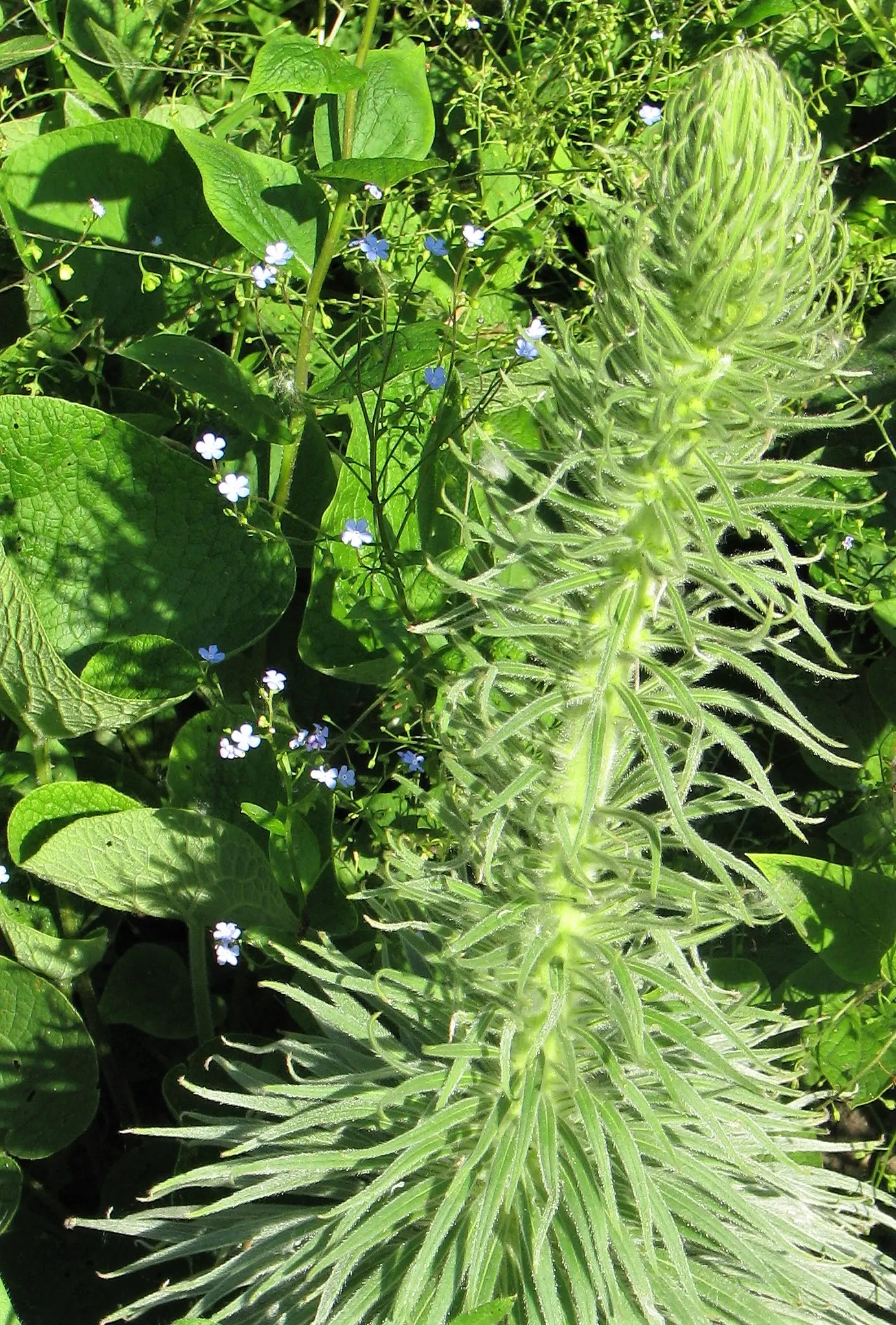Tower Of Jewels (Echium Wildpretii) — tubular flowers that range from deep rose to red; native to the Canary Islands, this biennial showcases dense, image 60