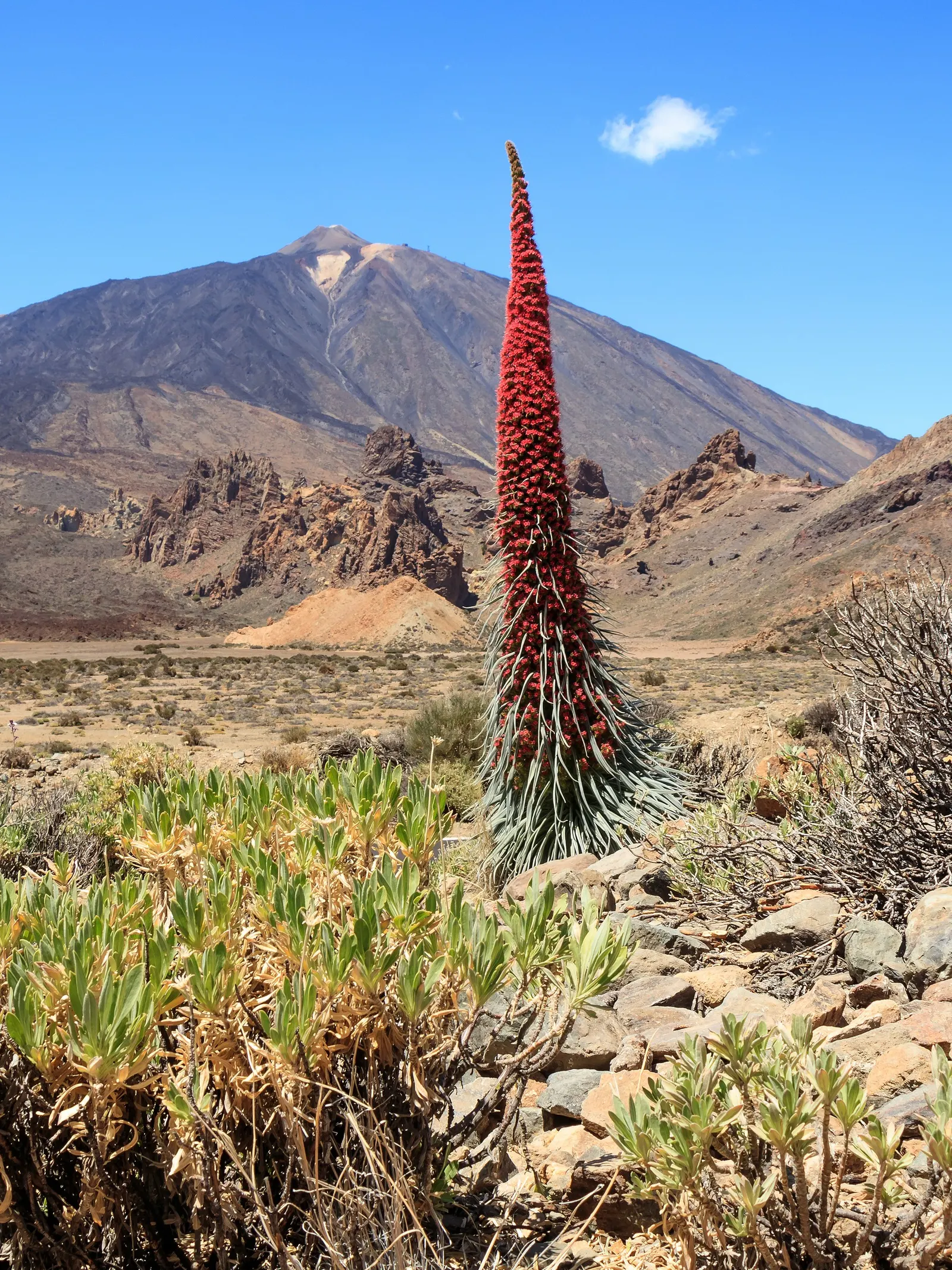 Tower Of Jewels (Echium Wildpretii) — situate the Tower of Jewels in a location that receives full sun exposure and has well-draining soil