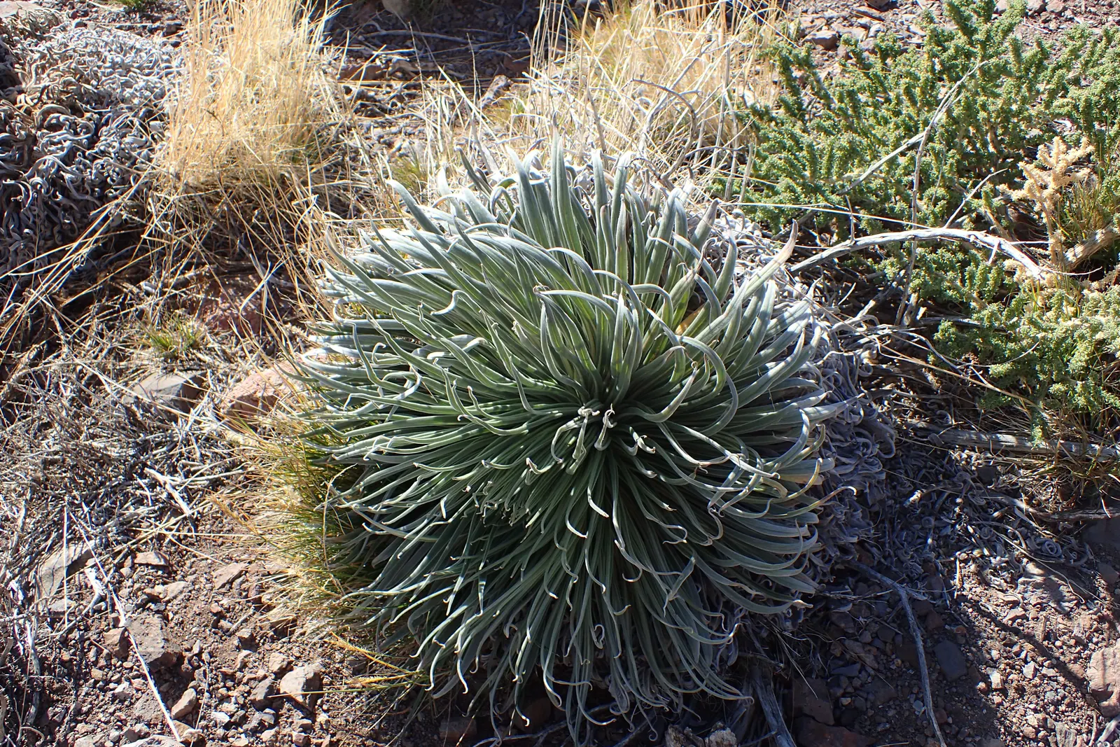 Tower Of Jewels (Echium Wildpretii) — Native to the Canary Islands, this biennial showcases dense crimson to pink flowers in its second year; due, image 49