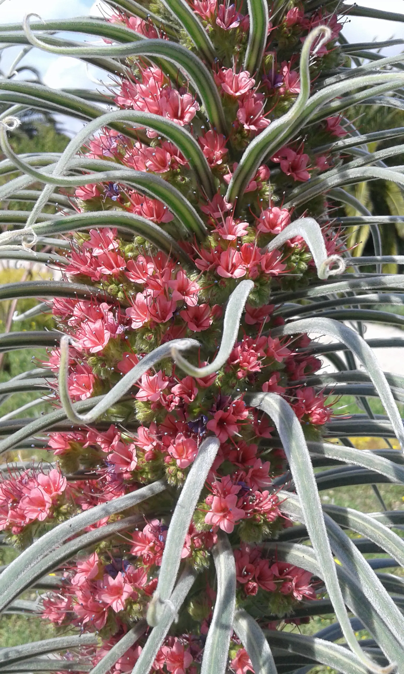 Tower Of Jewels (Echium Wildpretii) — the captivating Tower of Jewels; hardy in USDA zones 9-11, it thrives in well-drained soils and full sun, attracting bees