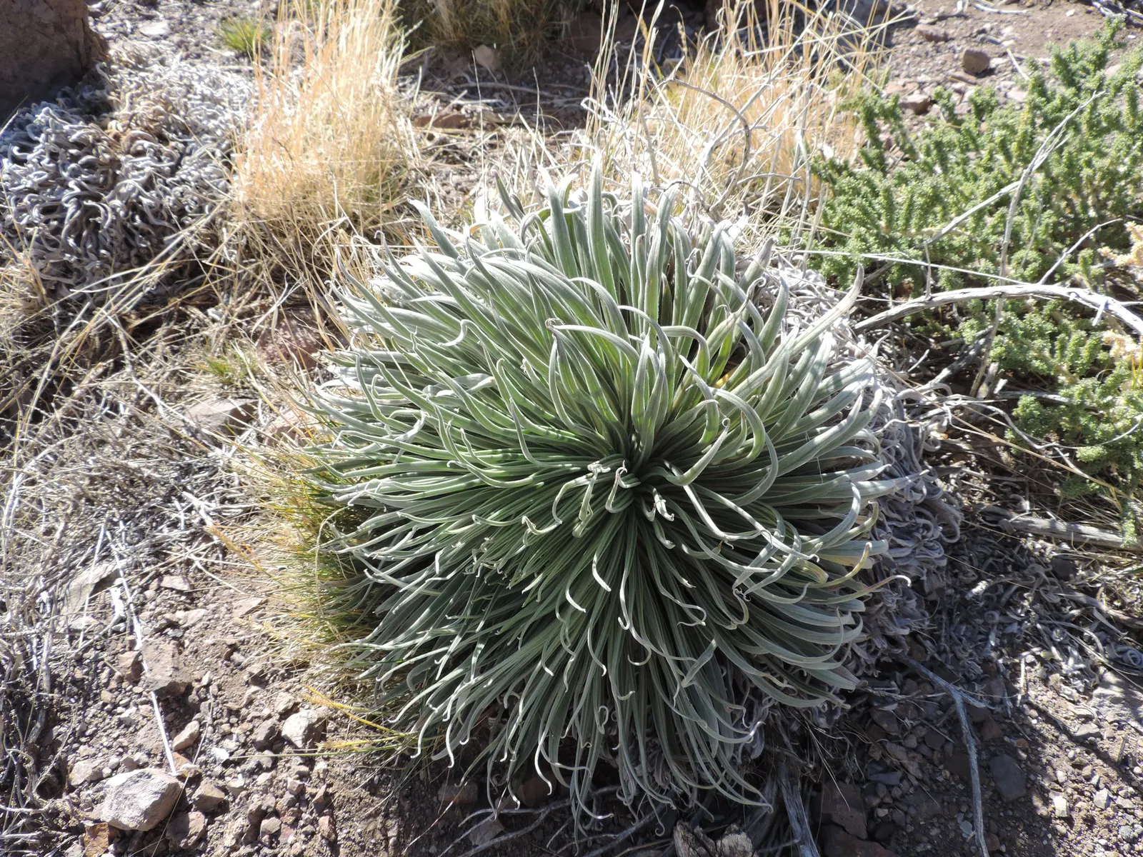 Tower Of Jewels (Echium Wildpretii) — towering spike of densely packed