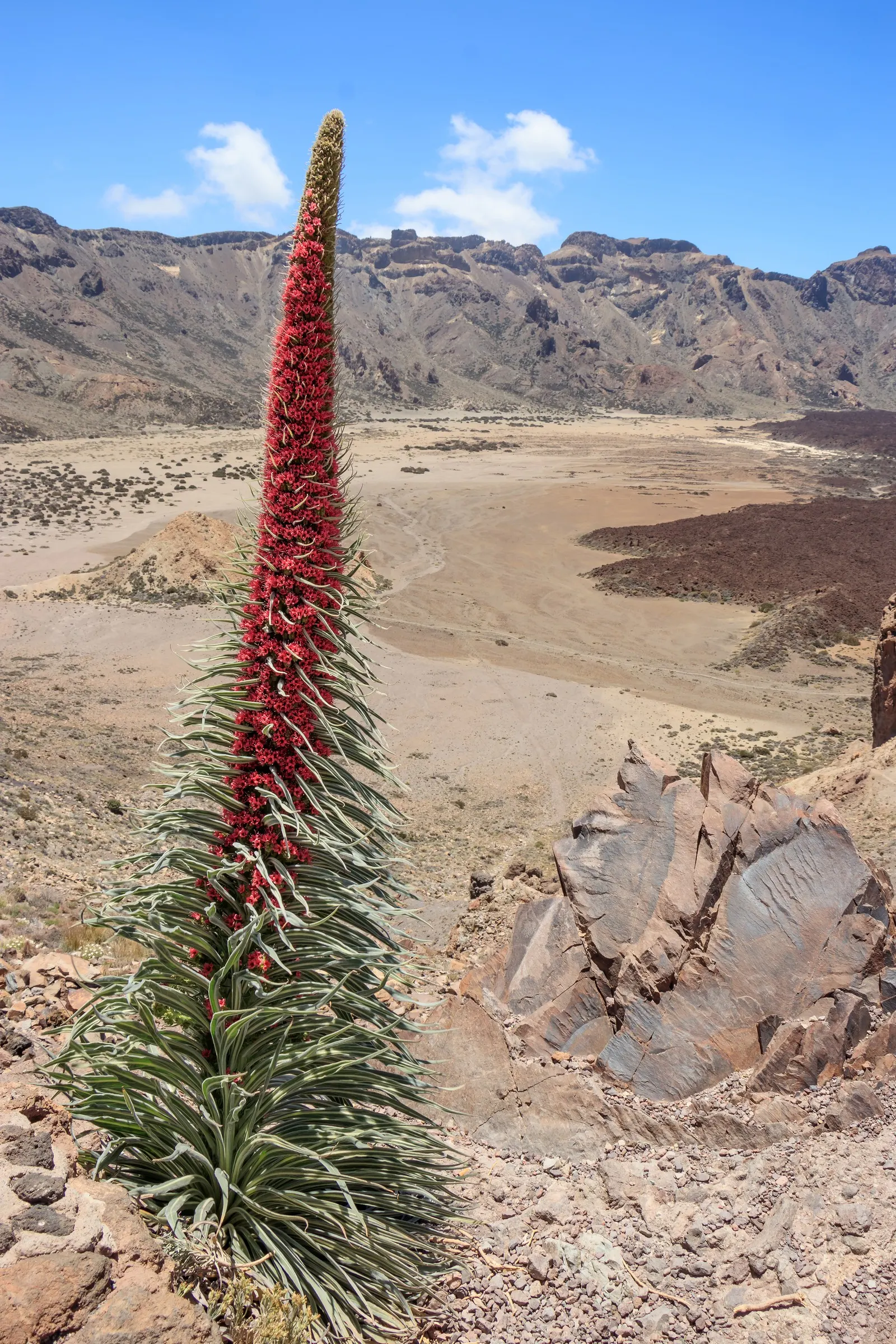 Tower Of Jewels (Echium Wildpretii) — demanding attention with its dramatic presence.<br><br>During its first year; native to the Canary Islands