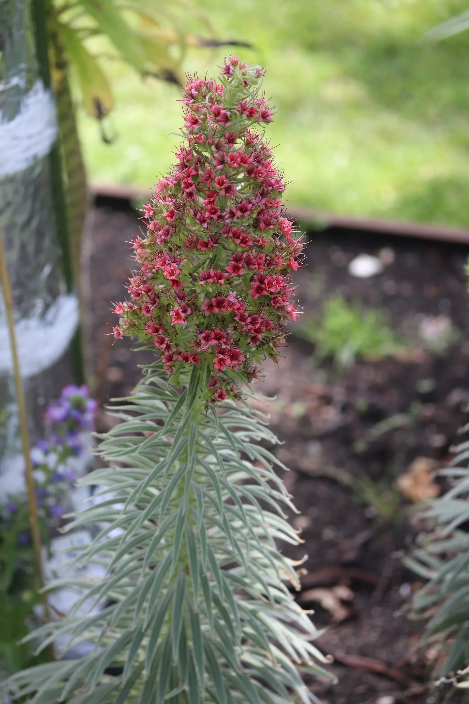 Tower Of Jewels (Echium Wildpretii) — each measuring approximately 12 to 16 inches in length