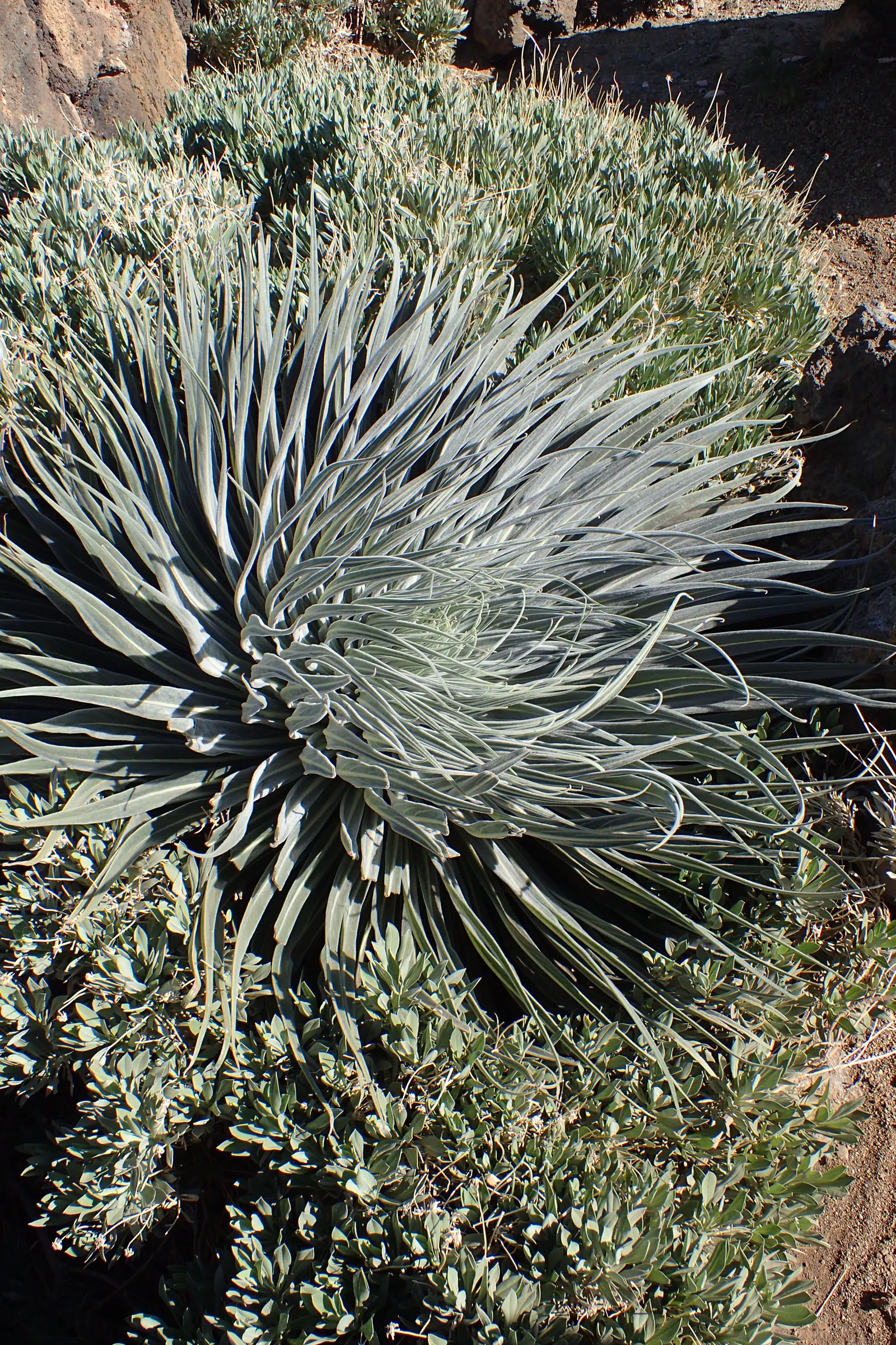 Tower Of Jewels (Echium Wildpretii) — The plant's second year is marked by its most remarkable feature: an erect, image 58