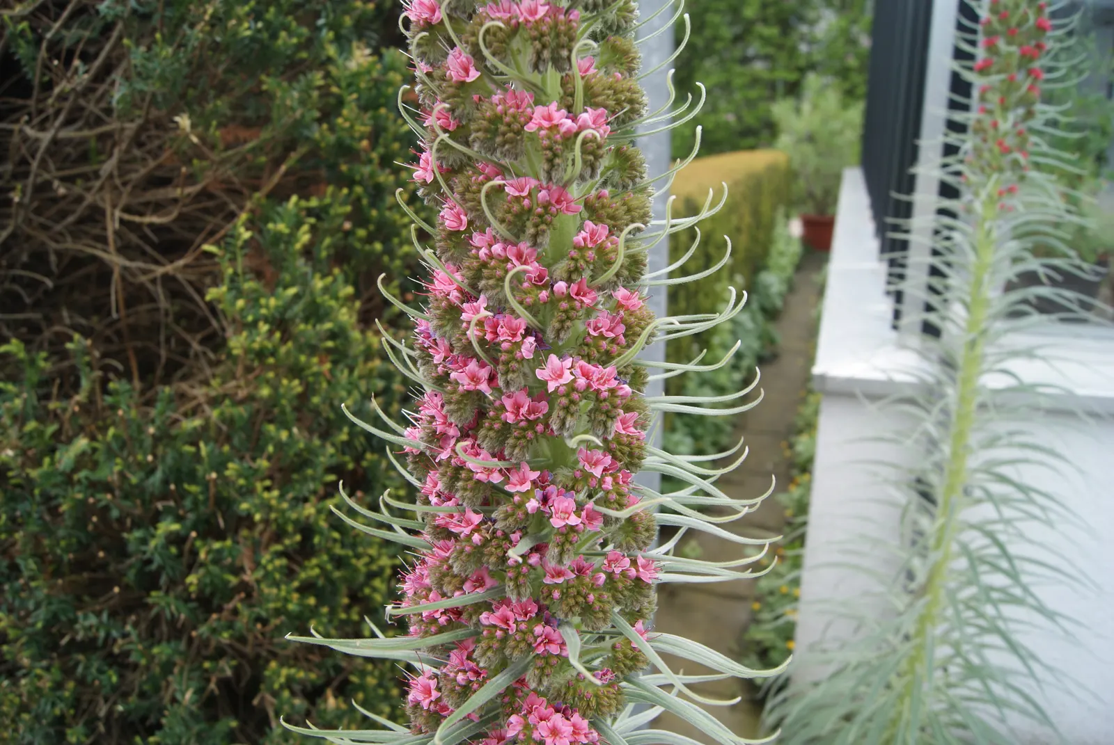 Tower Of Jewels (Echium Wildpretii) — Native to the Canary Islands, this biennial showcases dense crimson to pink flowers in its second year