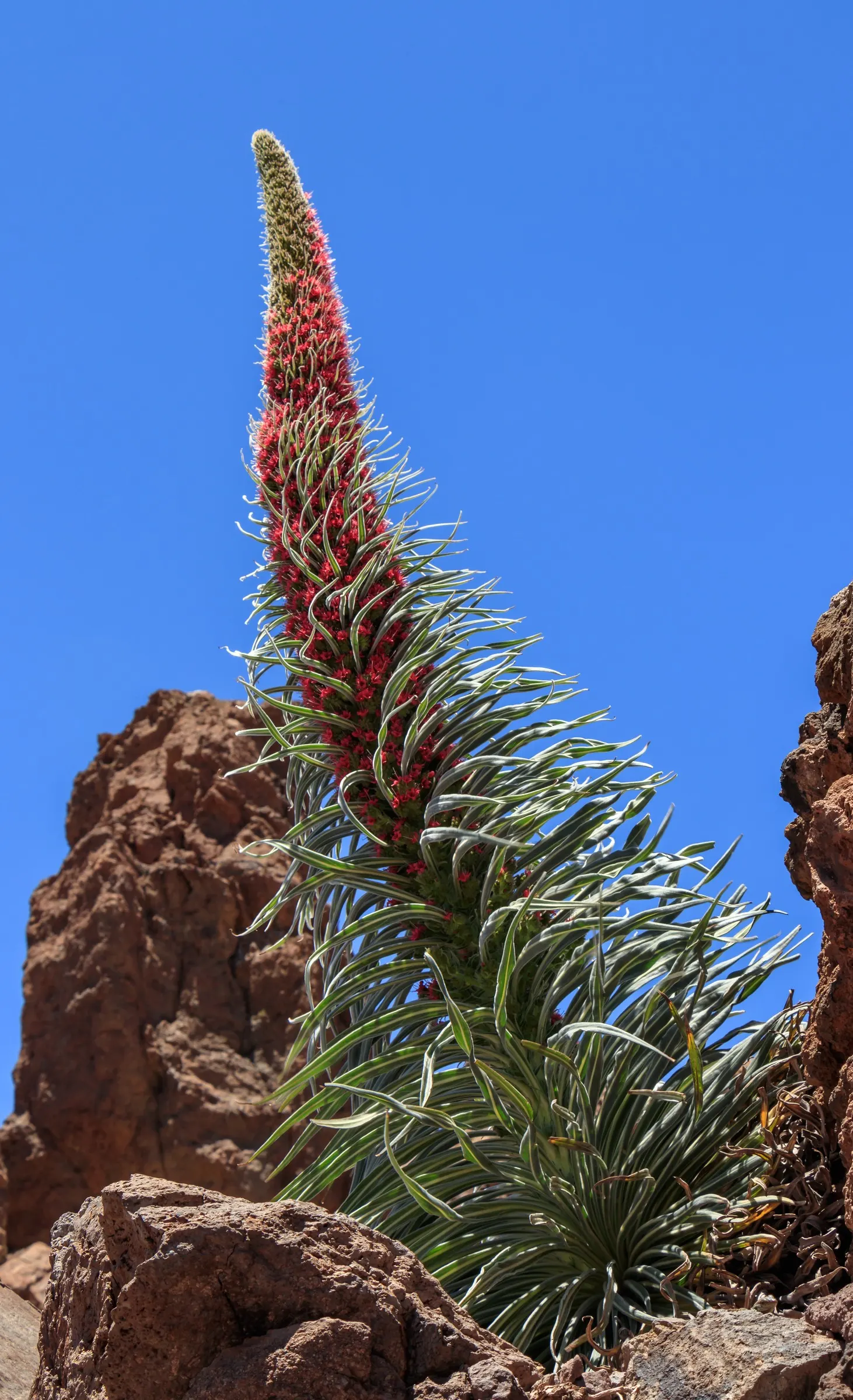 Tower Of Jewels (Echium Wildpretii) — scientifically named Echium wildpretii; situate the Tower of Jewels in a location that receives full sun exposure and has