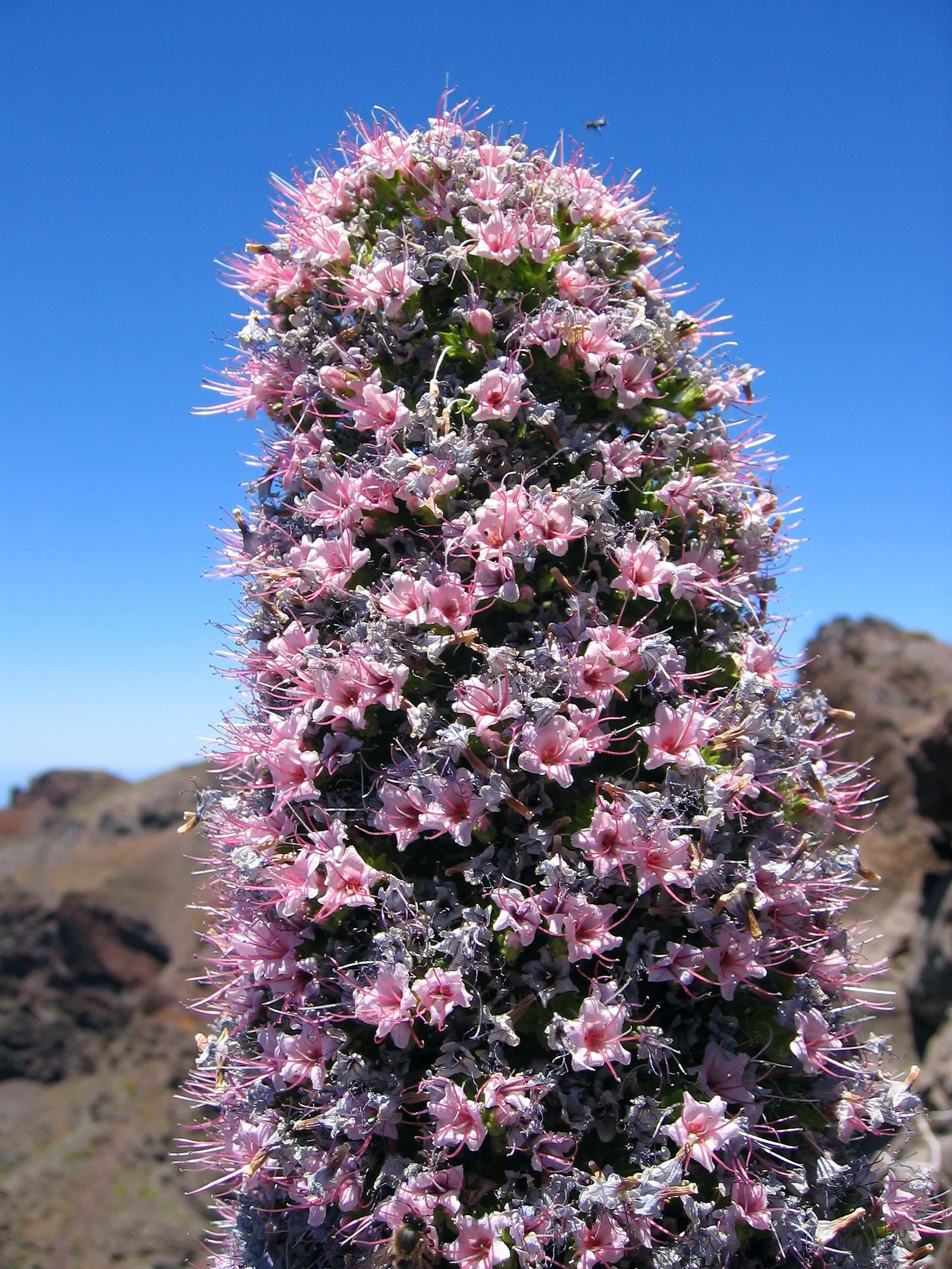 Tower Of Jewels (Echium Wildpretii) — stars in drought-tolerant landscapes with its colossal spire
