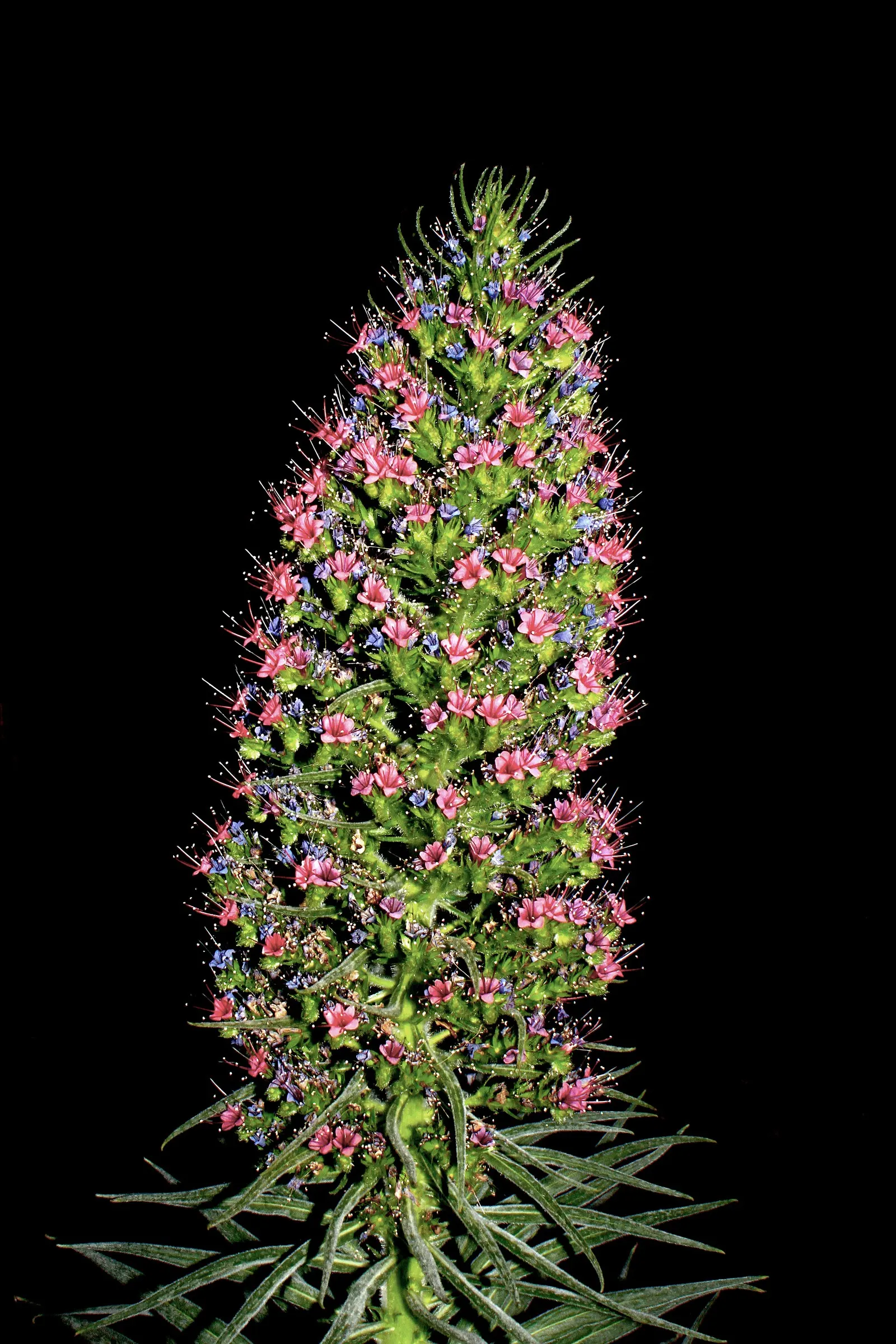 Tower Of Jewels (Echium Wildpretii) — Its dramatic bloom spike offers a spectacular focal point, with minimal water once established; echium wildpretii