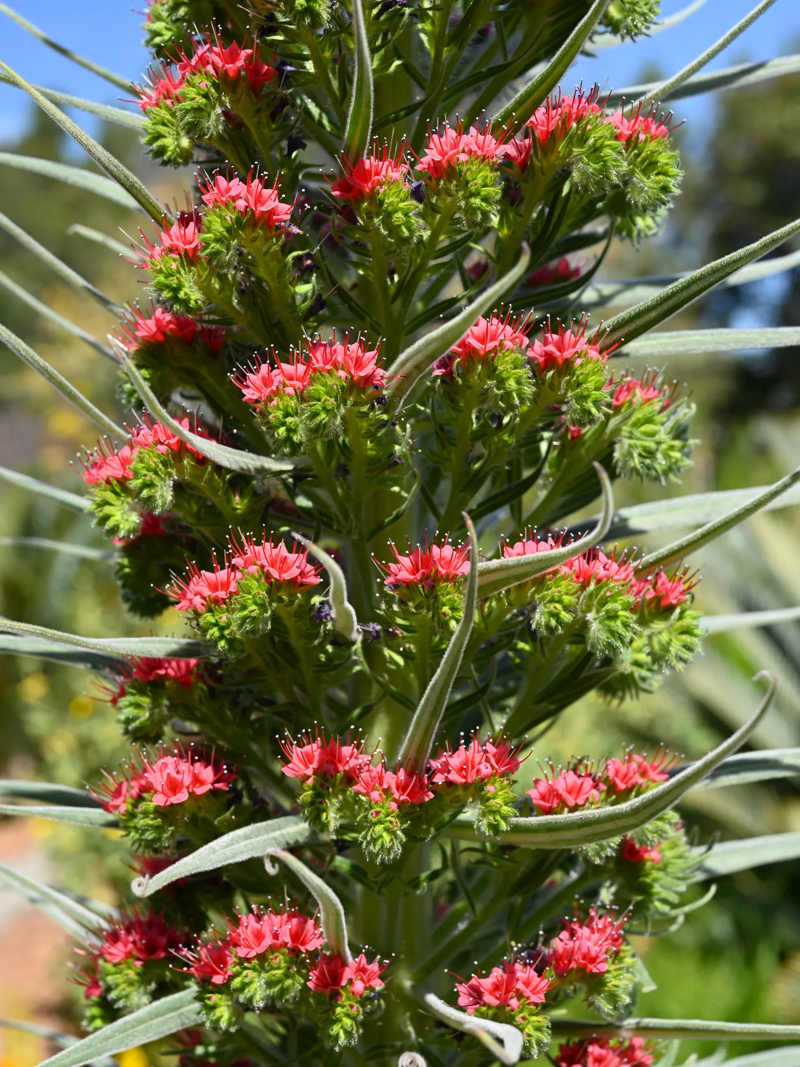 Tower Of Jewels (Echium Wildpretii) — Its dramatic bloom spike offers a spectacular focal point, with minimal water once established