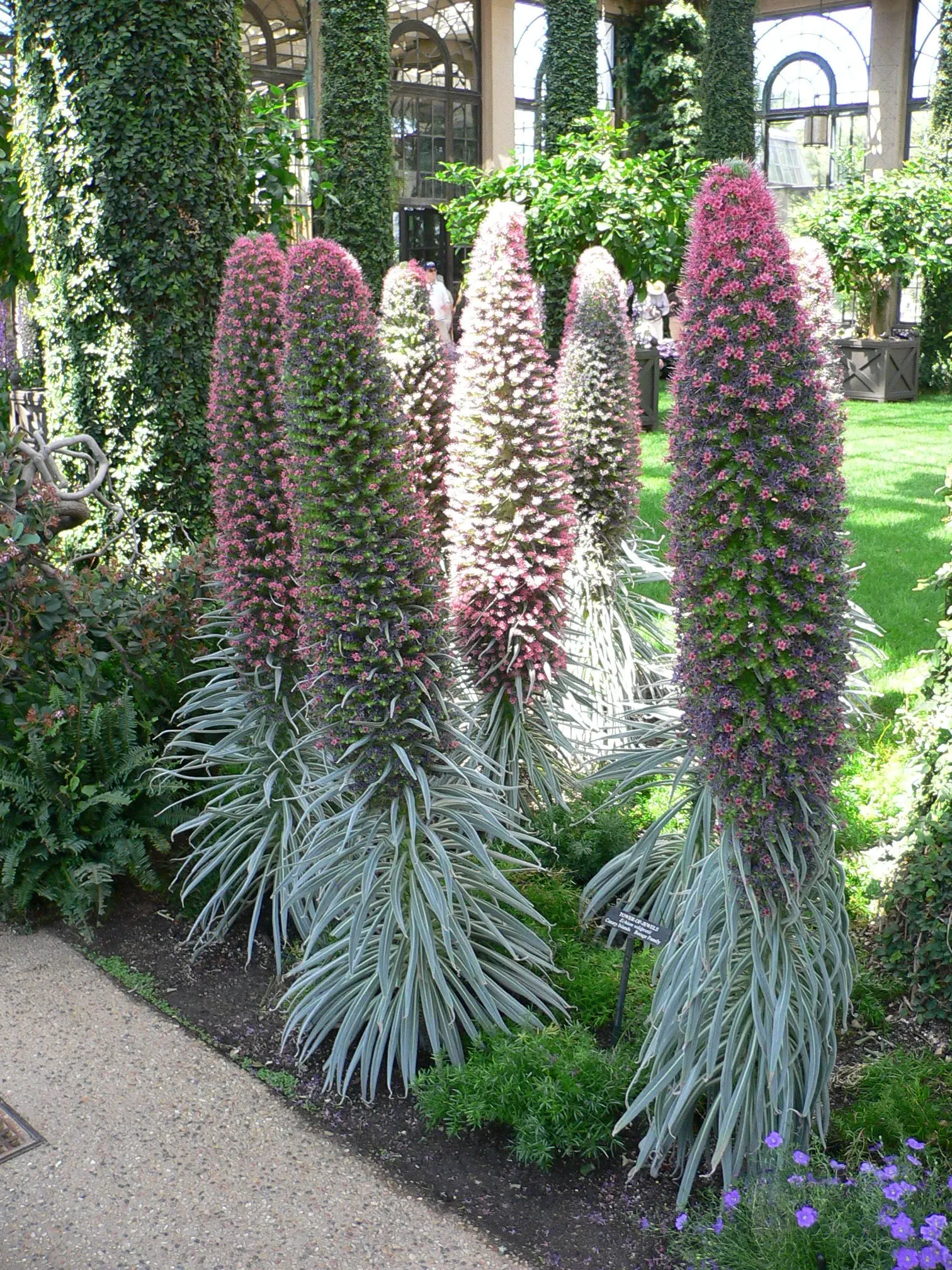 Tower Of Jewels (Echium Wildpretii) — tubular flowers that range from deep rose to red