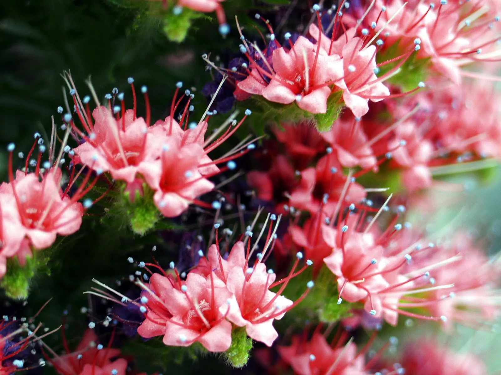 Tower Of Jewels (Echium Wildpretii) — towering spike of densely packed; note that Echium wildpretii can be susceptible to root rot in soggy soils