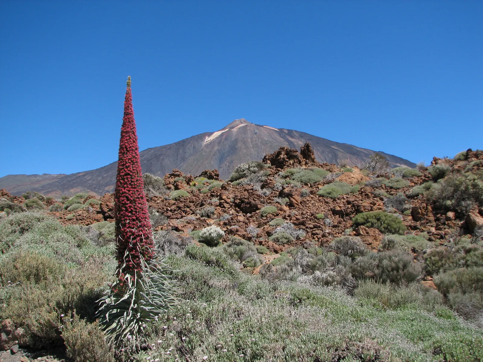 Tower Of Jewels (Echium Wildpretii) — making it a favored choice for both its ornamental appeal and ease of care; perennial with pink and red blooms