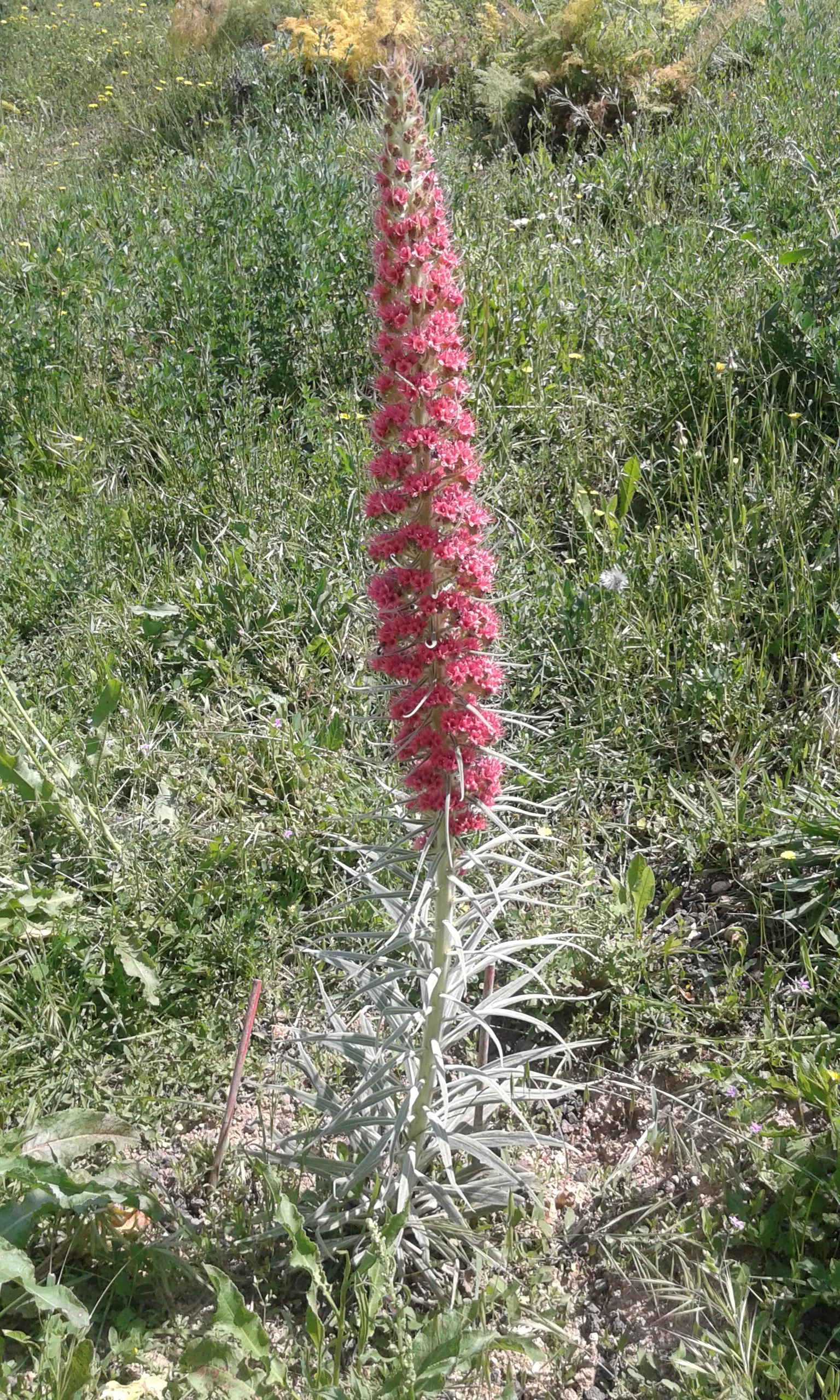 Tower Of Jewels (Echium Wildpretii) — Native to the Canary Islands, this biennial showcases dense crimson to pink flowers in its second year; due to its size