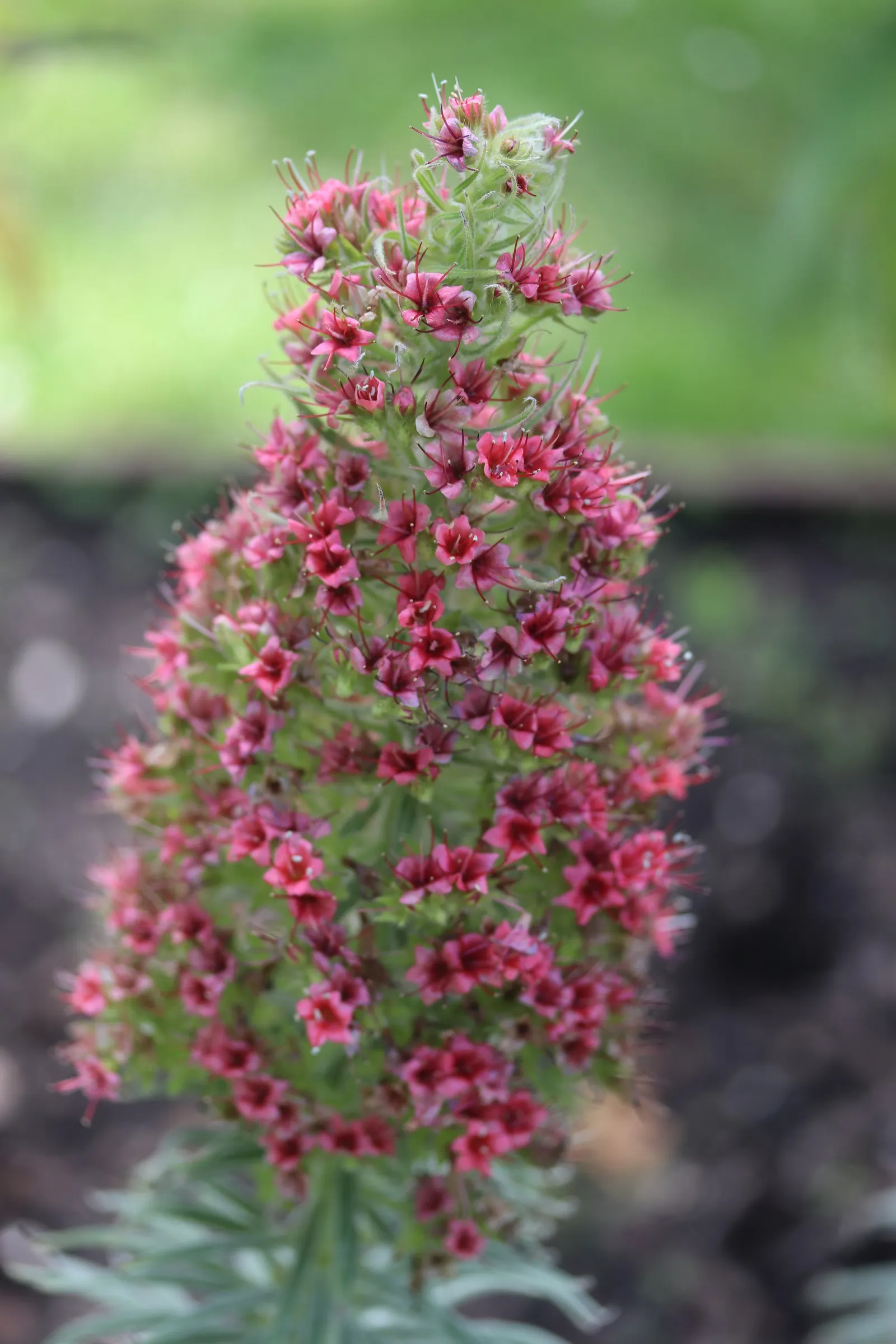 Tower Of Jewels (Echium Wildpretii) — Echium wildpretii develops a rosette of long