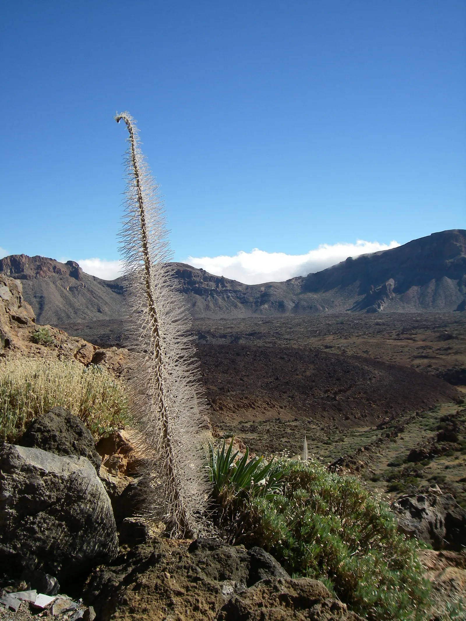 Tower Of Jewels (Echium Wildpretii) — The plant's second year is marked by its most remarkable feature: an erect, image 35