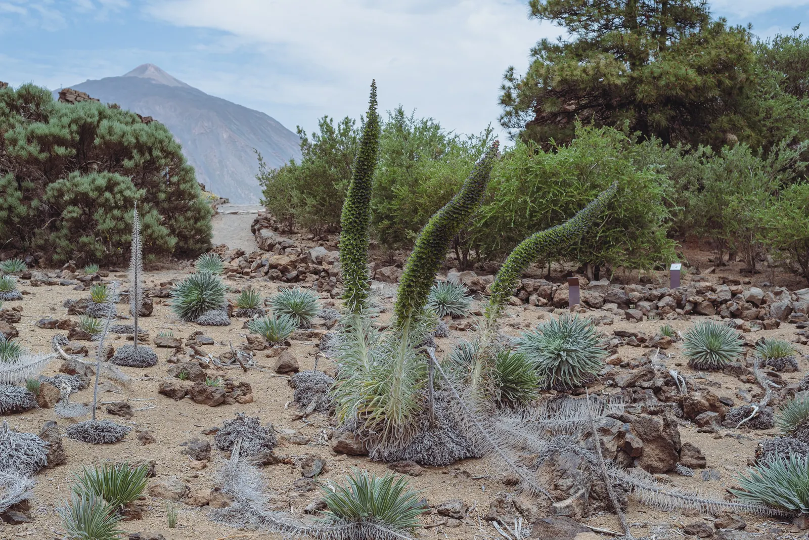 Tower Of Jewels (Echium Wildpretii) — perennial with pink and red blooms