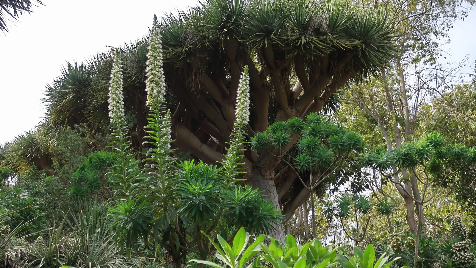Tower Of Jewels (Echium Wildpretii) — towering spike of densely packed; note that Echium wildpretii can be susceptible to root rot in soggy soils, image 59