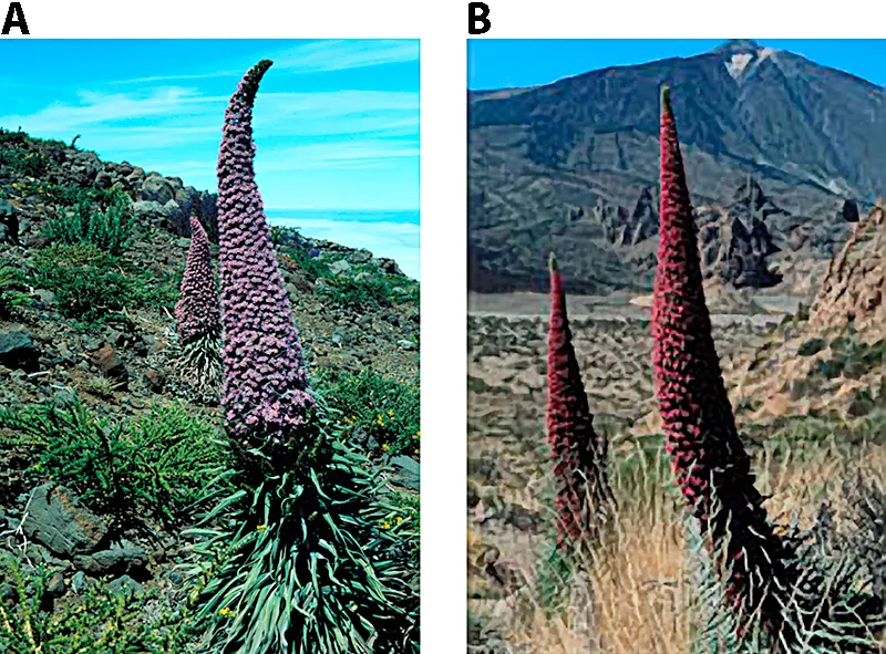 Tower Of Jewels (Echium Wildpretii) — Note that Echium wildpretii can be susceptible to root rot in soggy soils; attracting a host of bees and butterflies