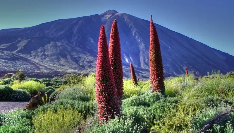 Tower Of Jewels (Echium Wildpretii) — Due to its size and stature; demanding attention with its dramatic presence.<br><br>During its first year