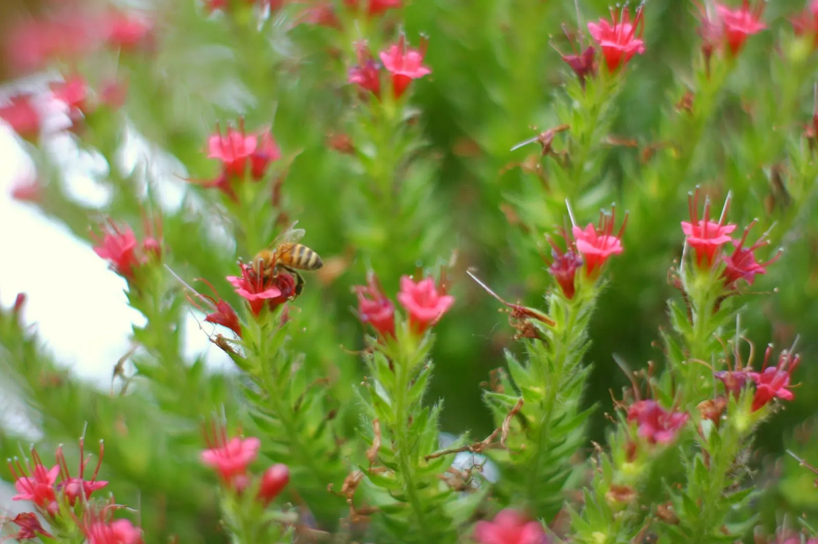 Tower Of Jewels (Echium Wildpretii) — Hardy in USDA zones 9-11, it thrives in well-drained soils and full sun, attracting bees and hummingbirds; stars in